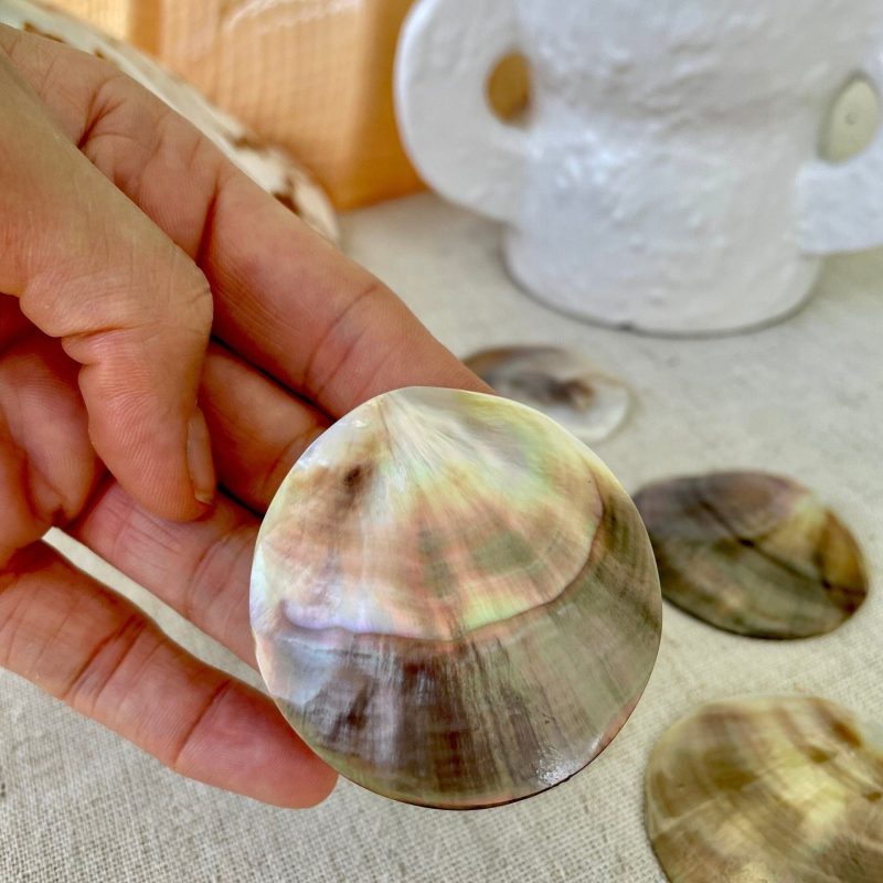 Set of 3 Brown Lip Mother of Pearl Shells, Polished Coastal Decor (1-1.5 inch)