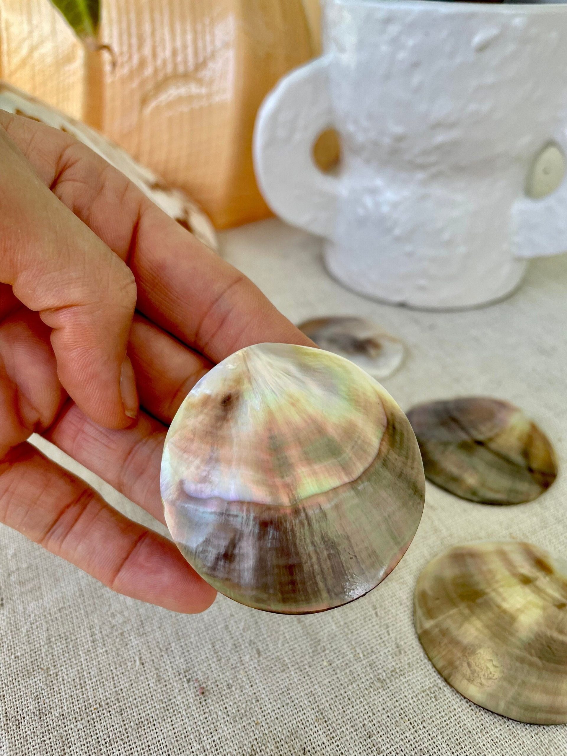 Set of 3 Brown Lip Mother of Pearl Shells, Polished Coastal Decor (1-1.5 inch)