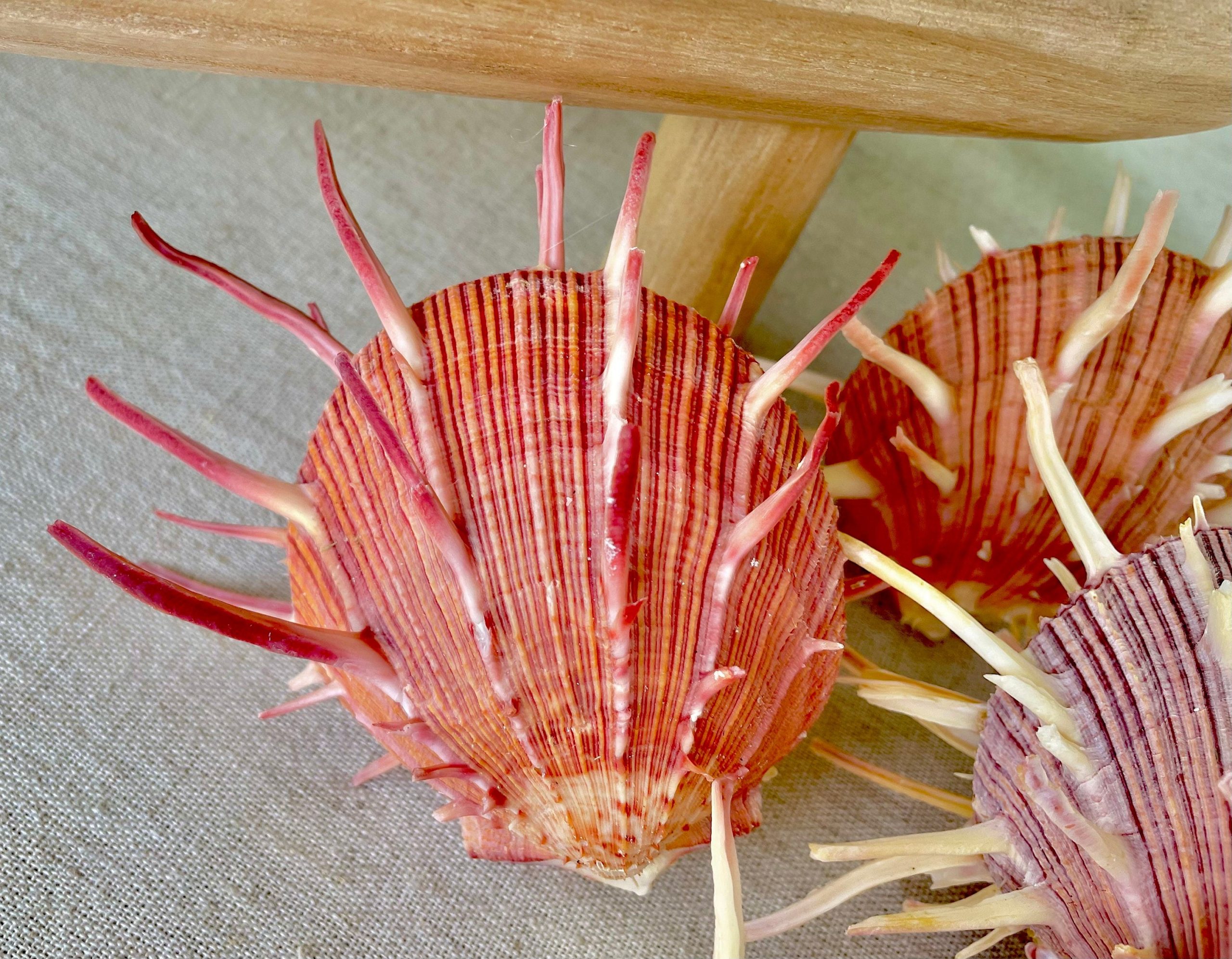 SPINY REGAL OYSTER Pairs *You Choose Size* Pink Orange Unique Display Seashell - Image 4