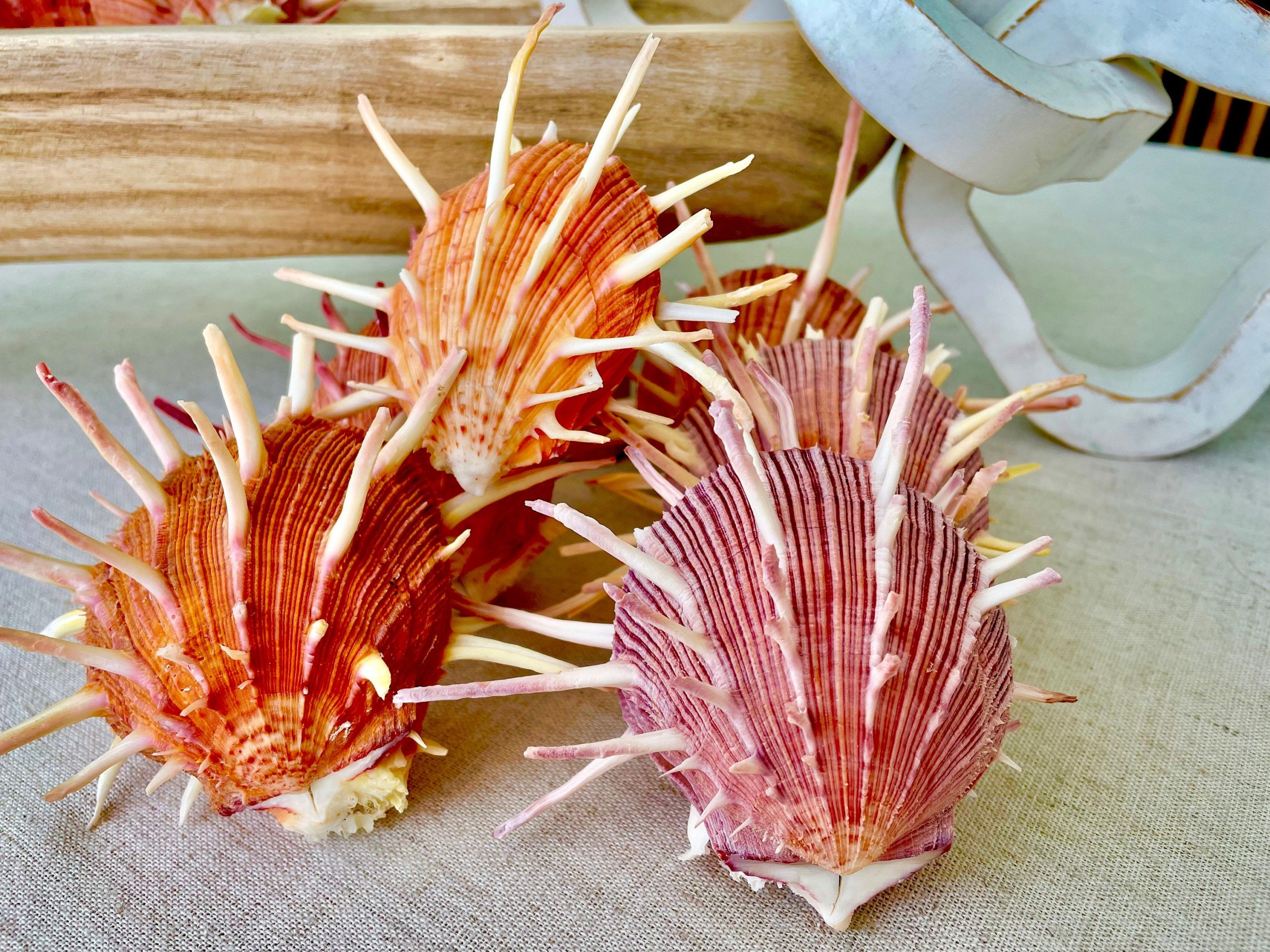 SPINY REGAL OYSTER Pairs *You Choose Size* Pink Orange Unique Display Seashell - Image 7