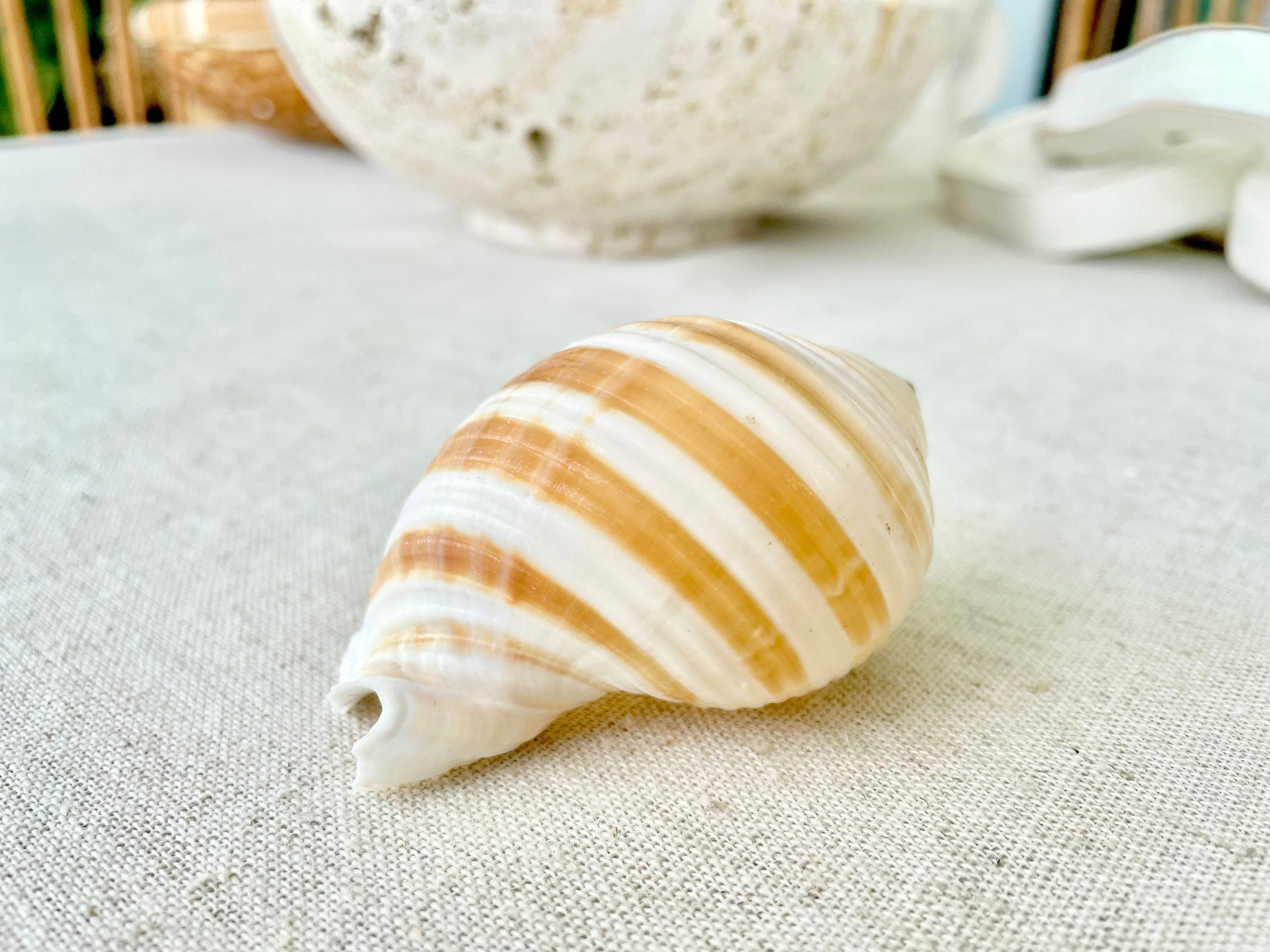 Striped Tonna Sulosa Seashells, Set of 3, *You Choose Size* Coastal Home Décor - Image 3