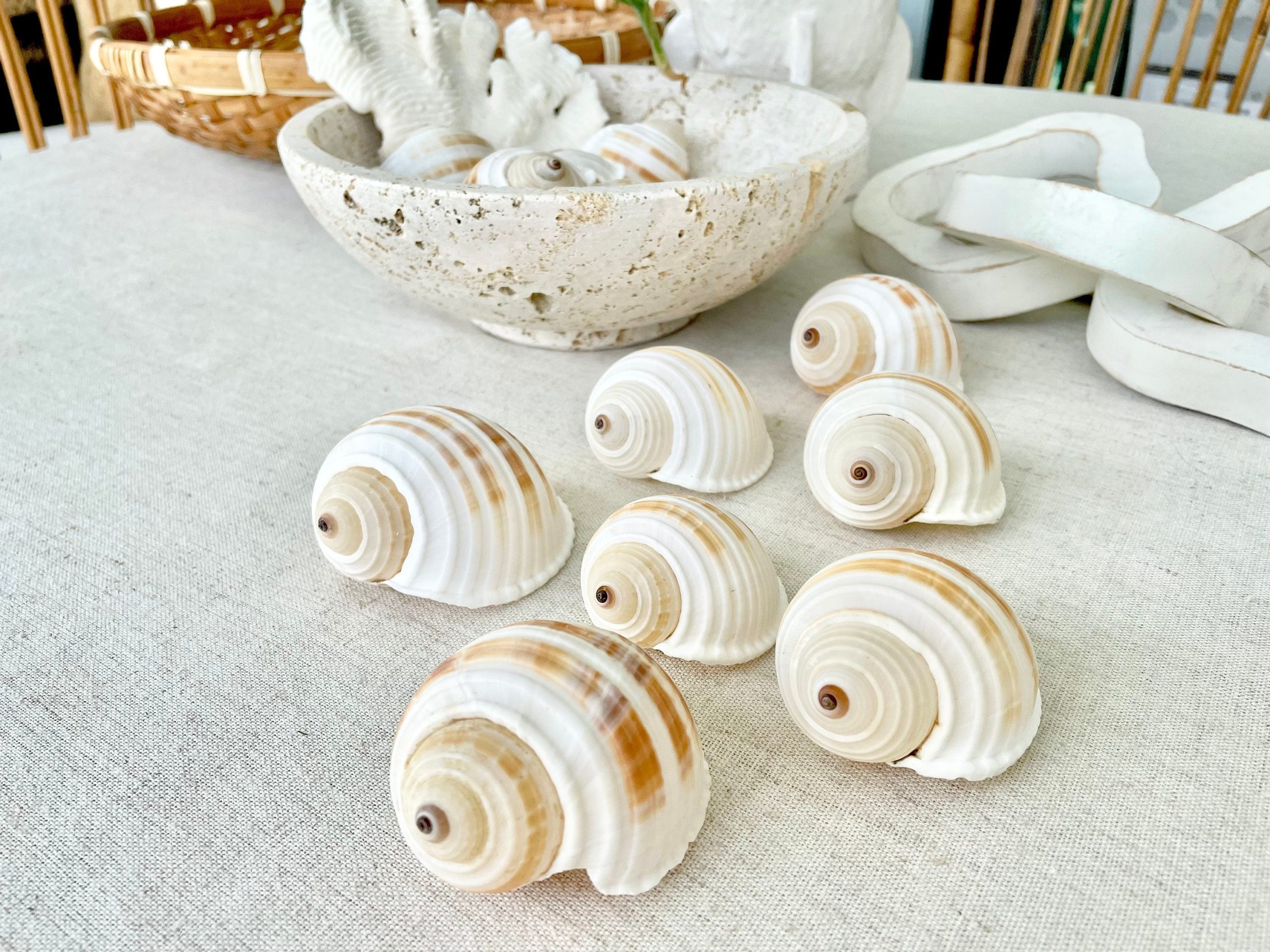 Striped Tonna Sulosa Seashells, Set of 3, *You Choose Size* Coastal Home Décor - Image 5