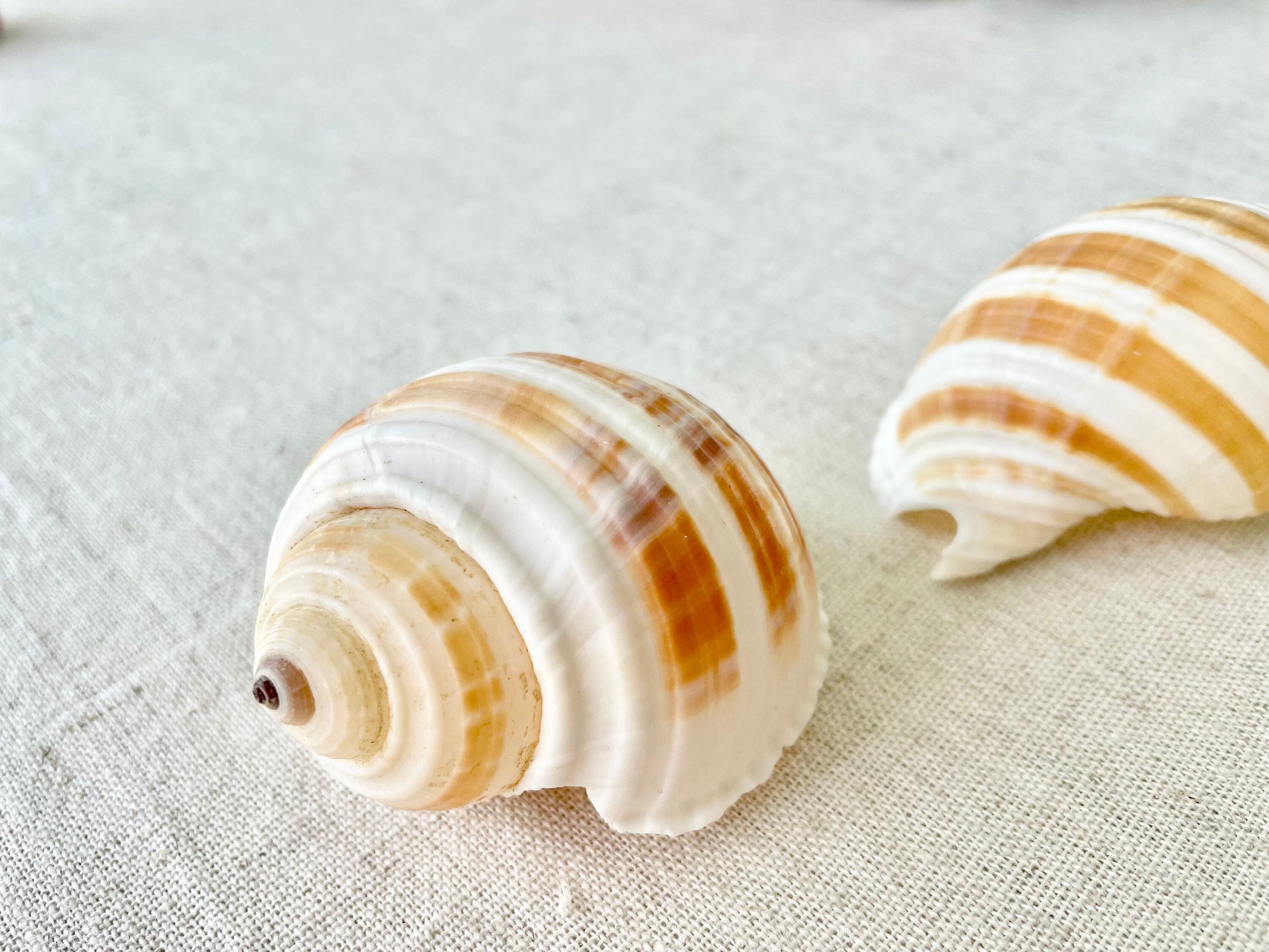 Striped Tonna Sulosa Seashells, Set of 3, *You Choose Size* Coastal Home Décor - Image 7