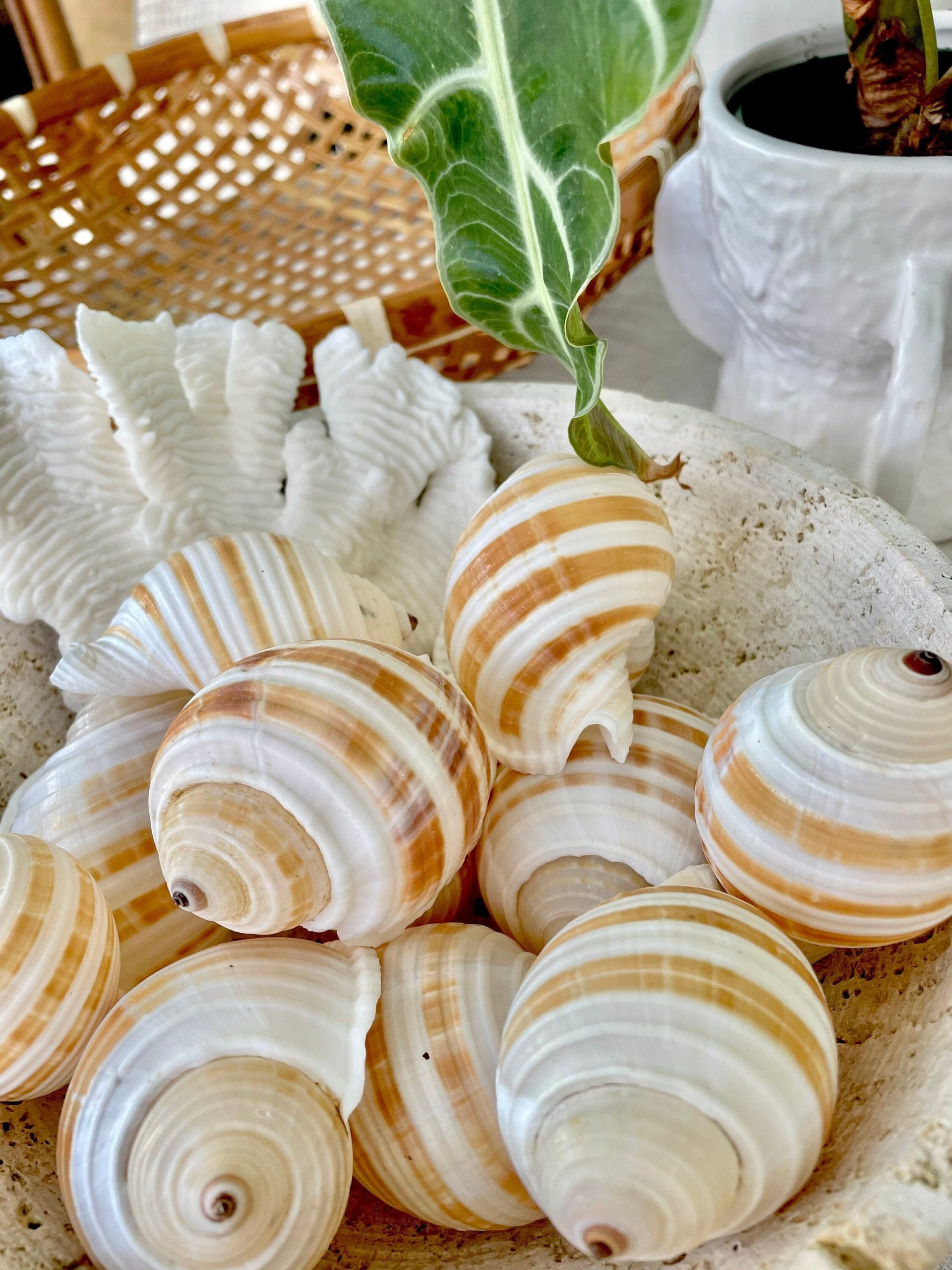 Striped Tonna Sulosa Seashells, Set of 3, *You Choose Size* Coastal Home Décor - Image 2
