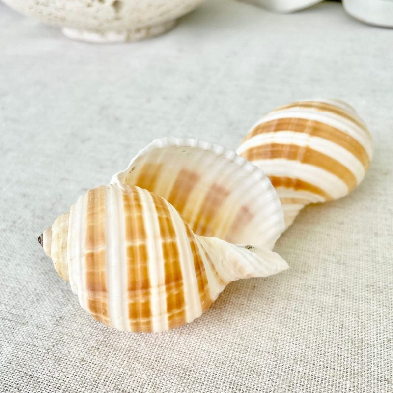 Striped Tonna Sulosa Seashells, Set of 3, *You Choose Size* Coastal Home Décor
