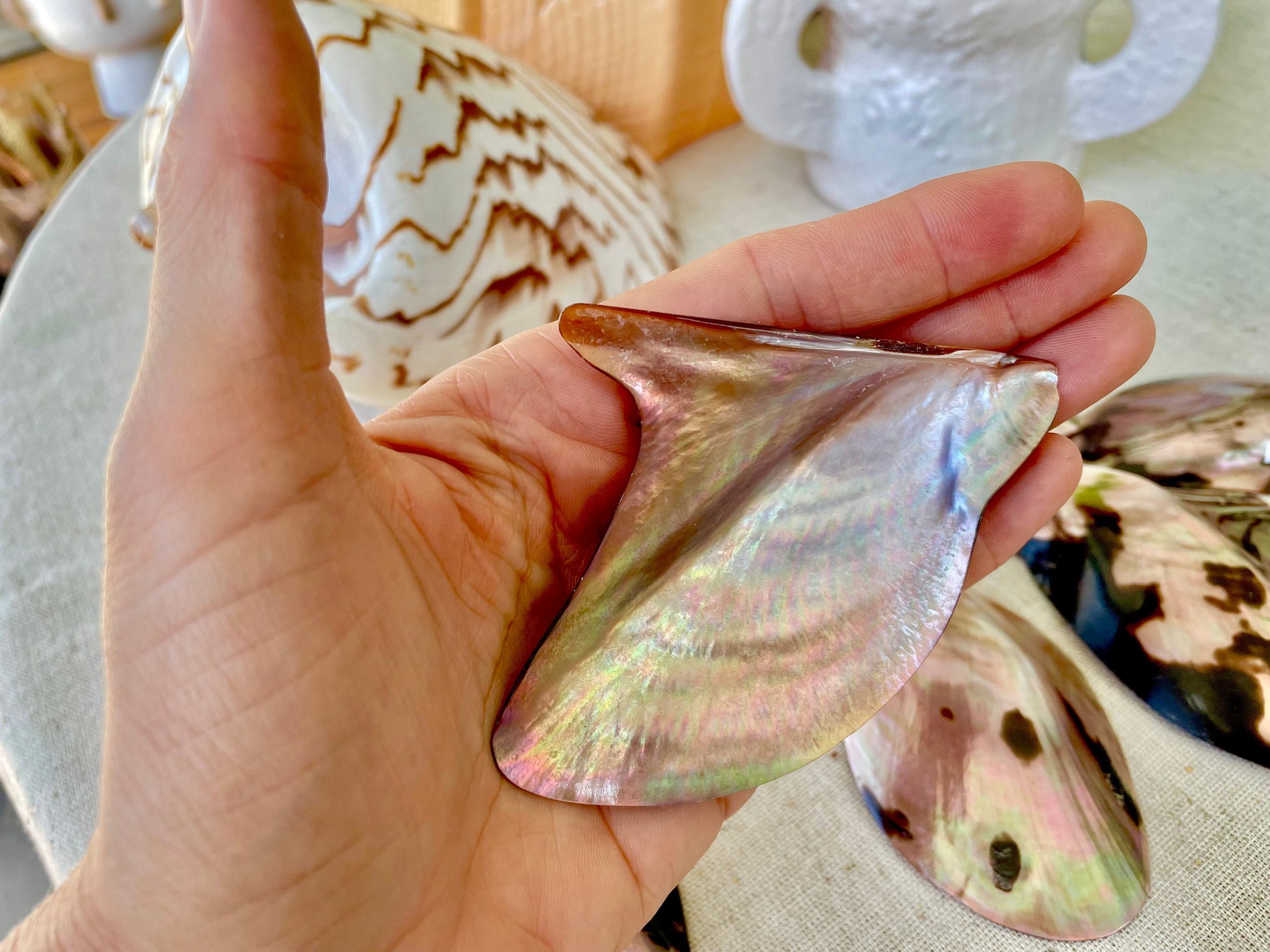Brown Lip Mother of Pearl Polished Oyster Shell, 4-5" Wing Shaped Craft Seashell - Image 4