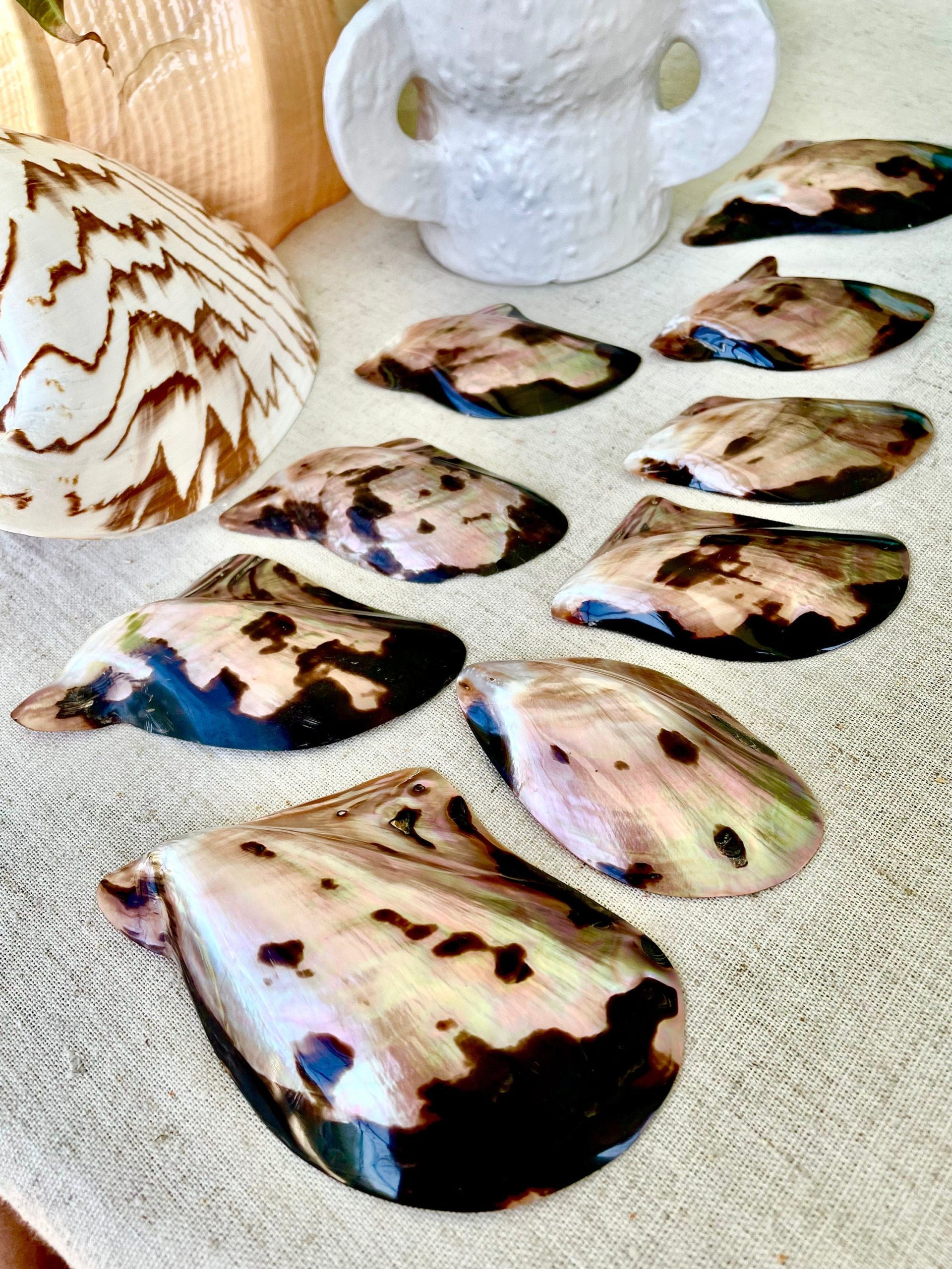 Brown Lip Mother of Pearl Polished Oyster Shell, 4-5" Wing Shaped Craft Seashell - Image 6