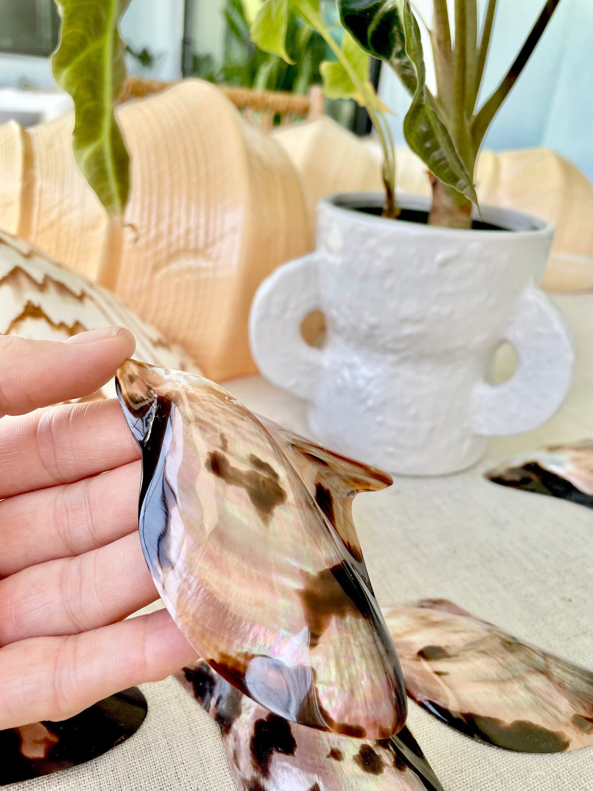 Brown Lip Mother of Pearl Polished Oyster Shell, 4-5" Wing Shaped Craft Seashell - Image 7