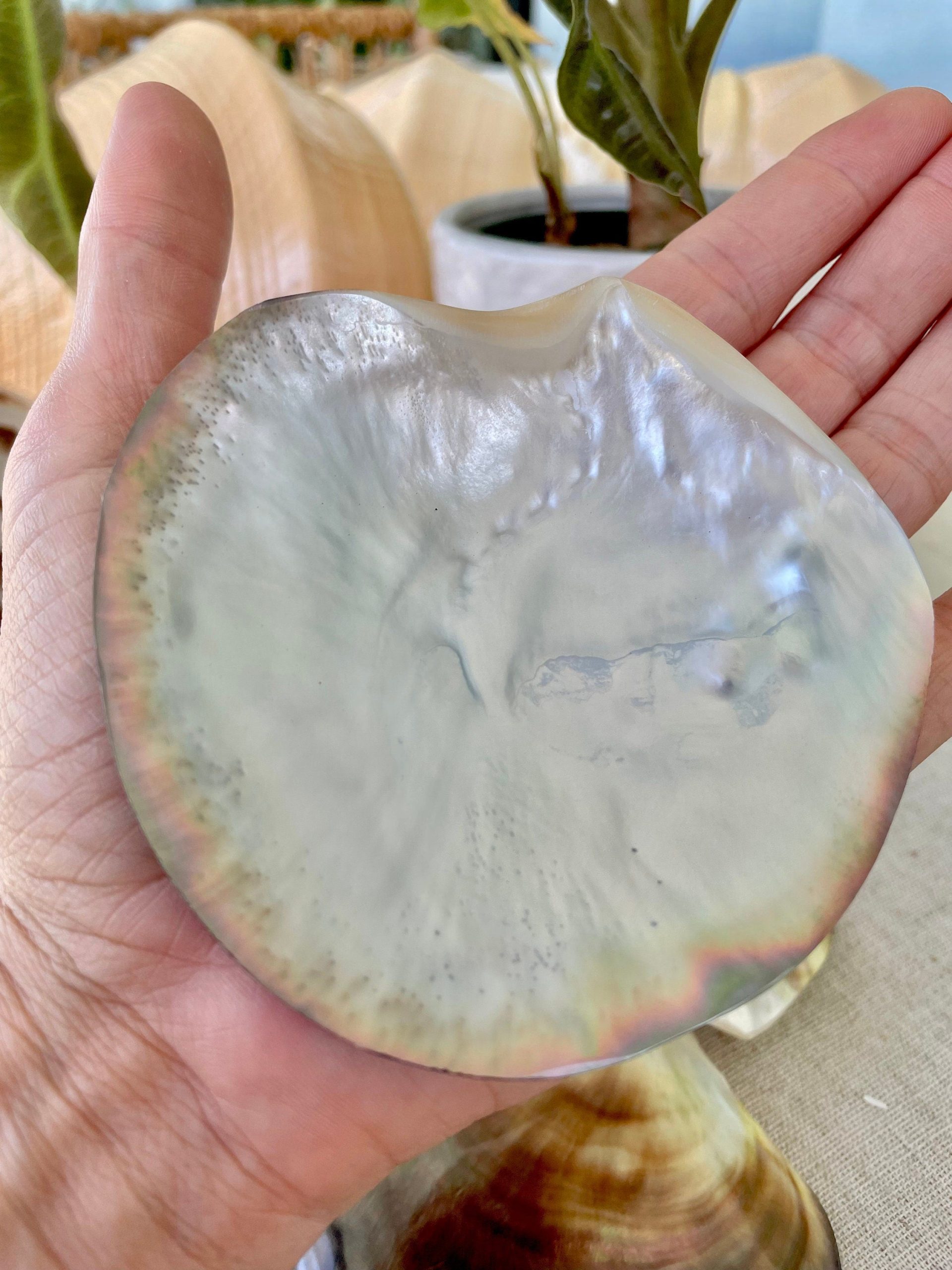 Iridescent Black Lip Mother of Pearl Shell (2-6") * You chose Size* Craft Seashell - Image 6