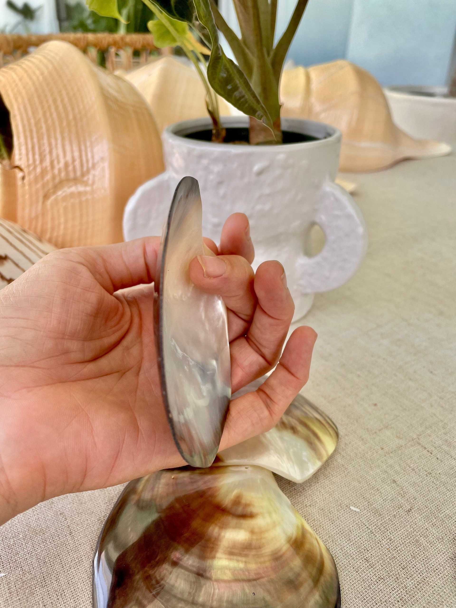 Iridescent Black Lip Mother of Pearl Shell (2-6") * You chose Size* Craft Seashell - Image 5