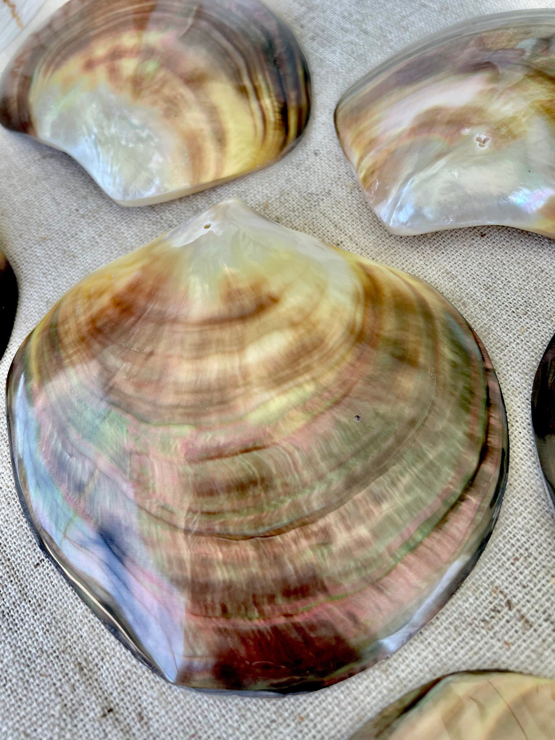 Iridescent Black Lip Mother of Pearl Shell (2-6") * You chose Size* Craft Seashell - Image 3