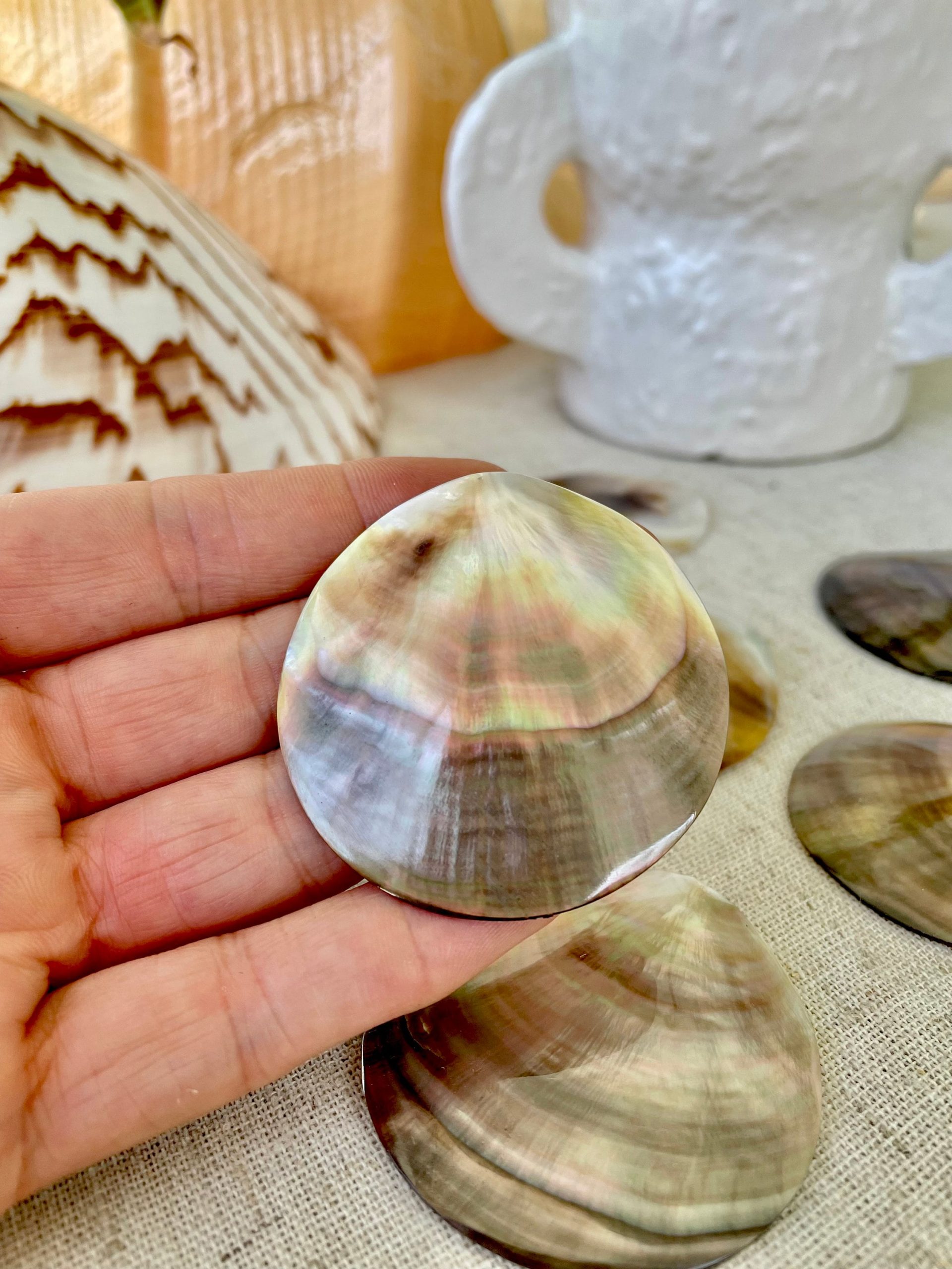 Set of 3 Brown Lip Mother of Pearl Shells, Polished Coastal Decor (1-1.5 inch) - Image 4