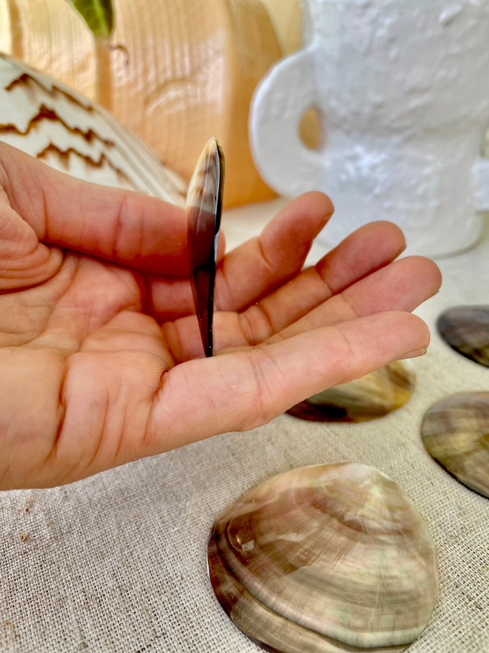 Set of 3 Brown Lip Mother of Pearl Shells, Polished Coastal Decor (1-1.5 inch) - Image 5