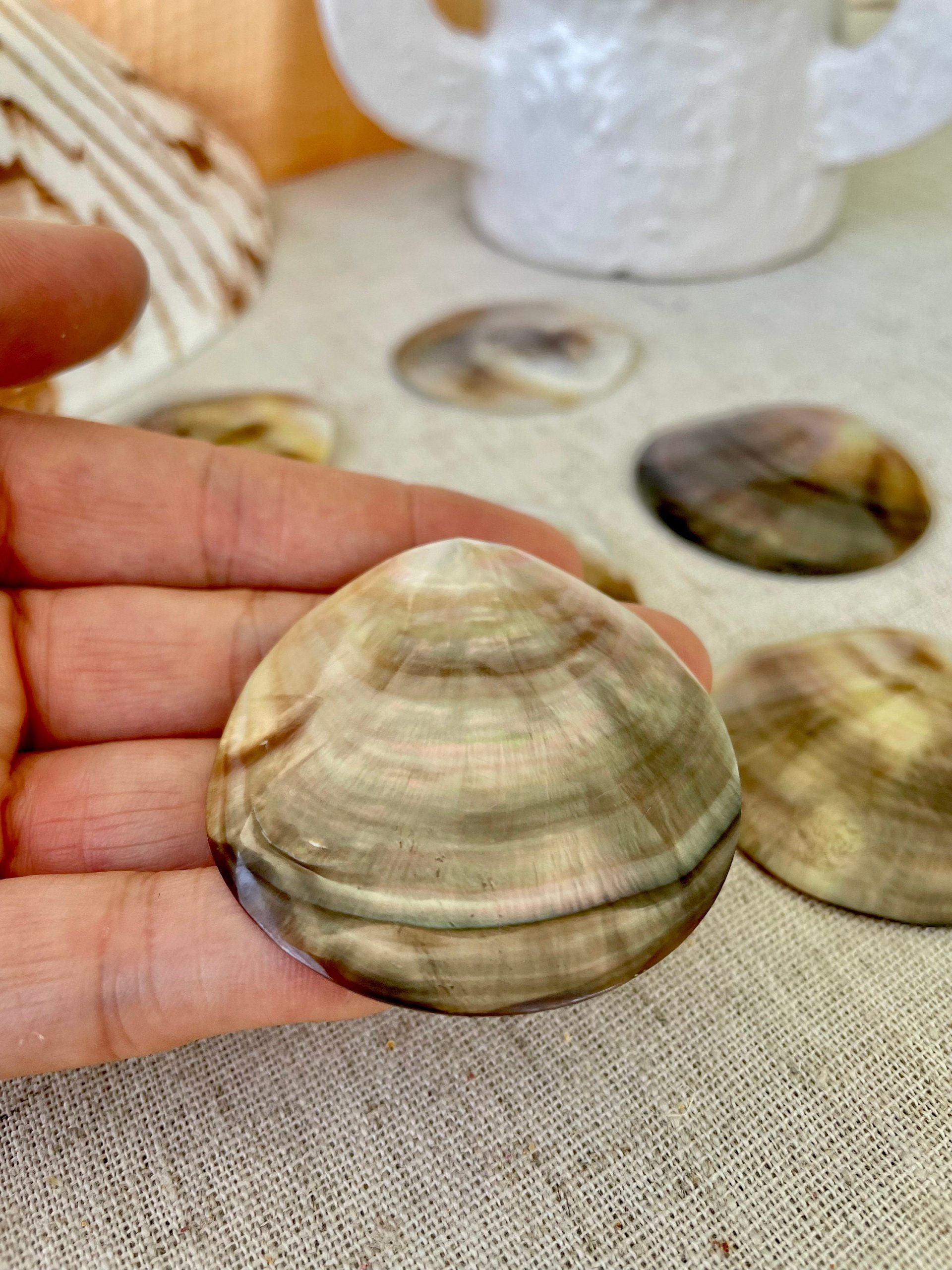 Set of 3 Brown Lip Mother of Pearl Shells, Polished Coastal Decor (1-1.5 inch) - Image 3