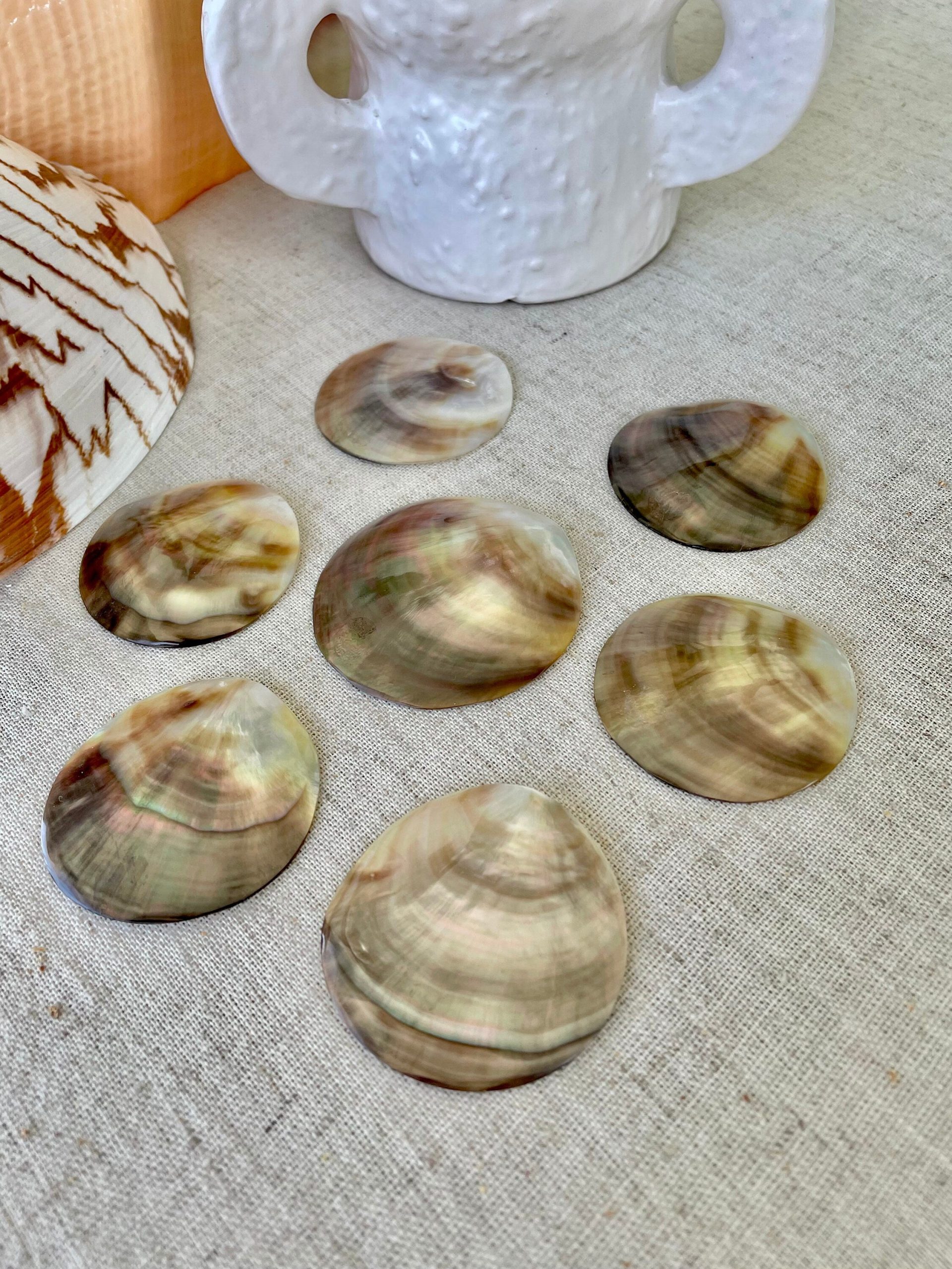 Set of 3 Brown Lip Mother of Pearl Shells, Polished Coastal Decor (1-1.5 inch) - Image 7