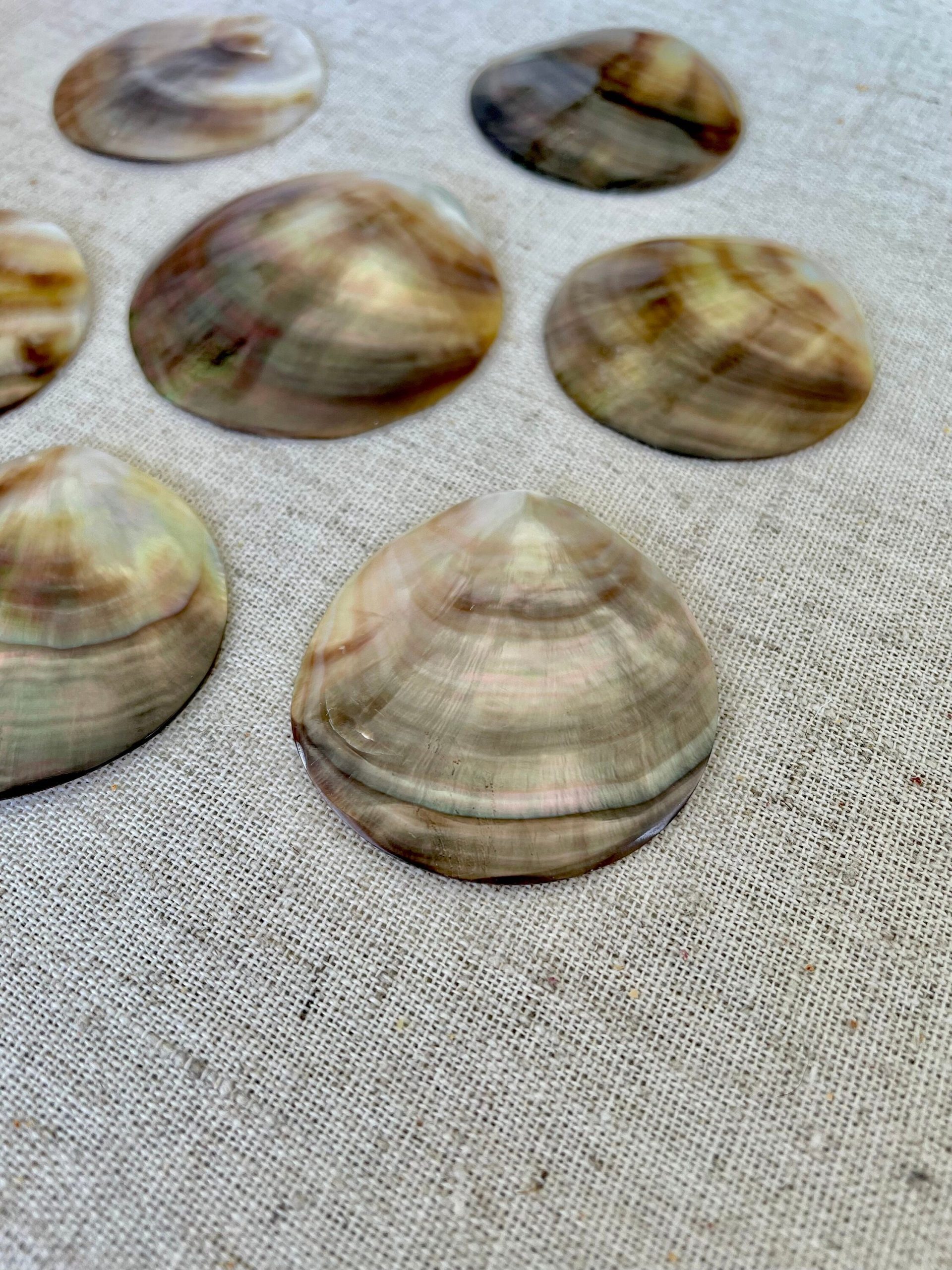 Set of 3 Brown Lip Mother of Pearl Shells, Polished Coastal Decor (1-1.5 inch) - Image 8