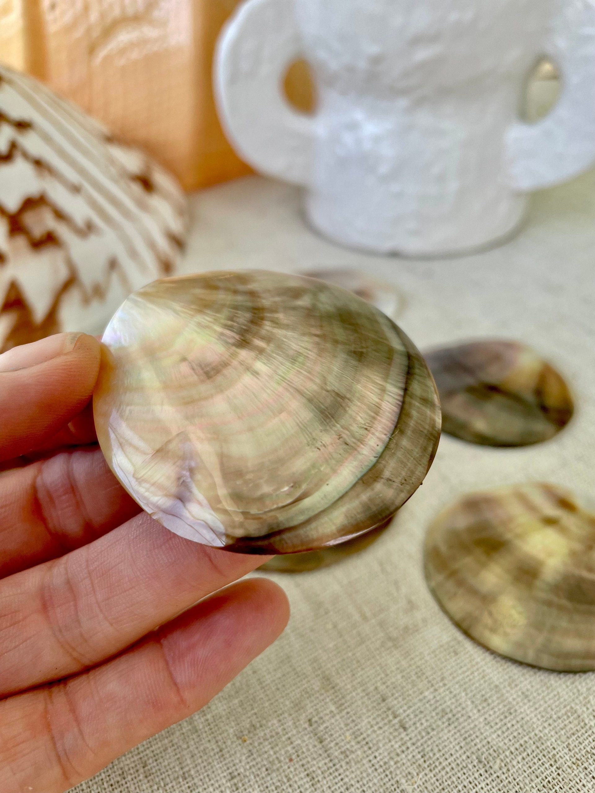 Set of 3 Brown Lip Mother of Pearl Shells, Polished Coastal Decor (1-1.5 inch) - Image 2