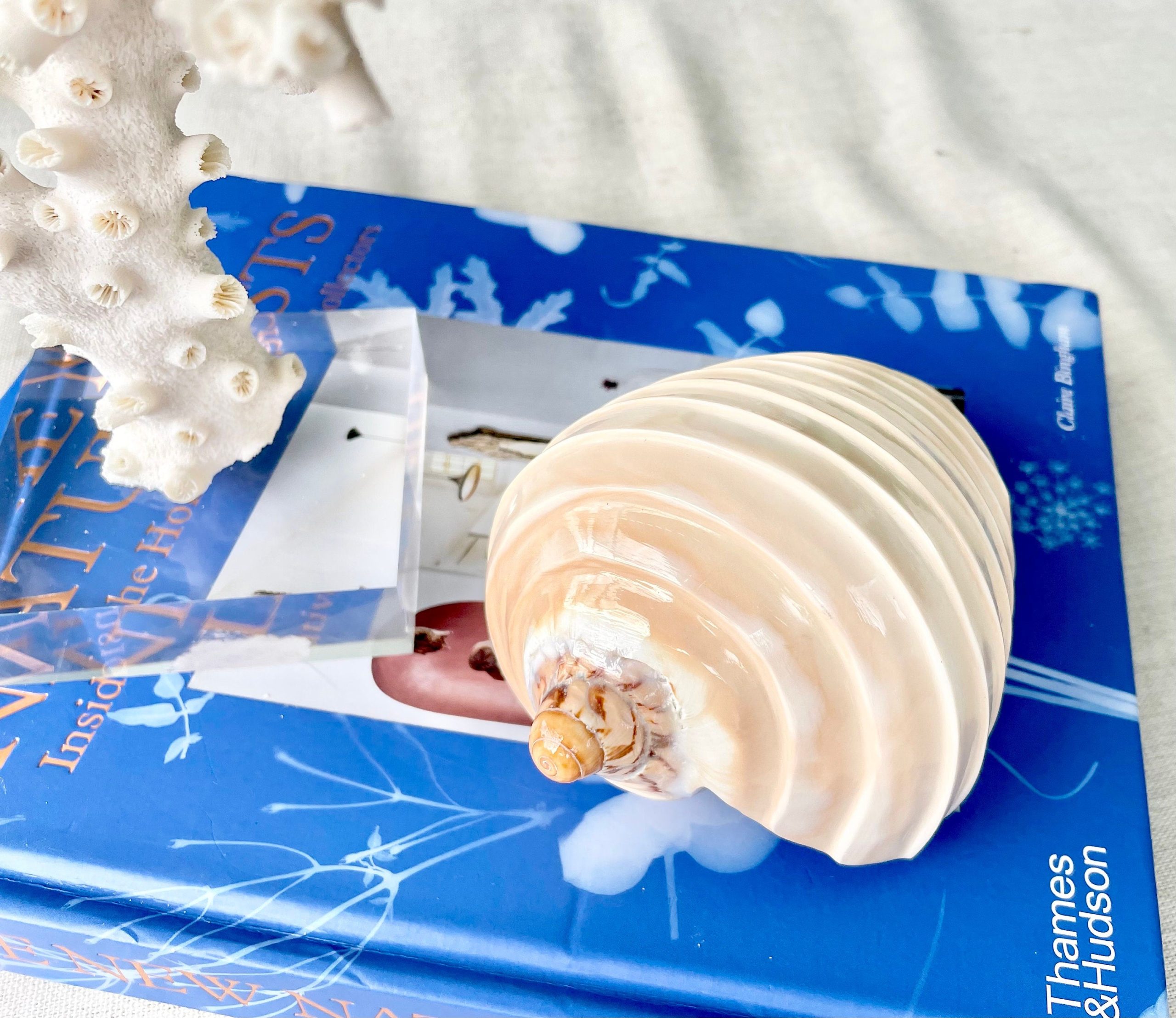 Polished Noble Volute: 4-5" Conch Shell, Carved Coastal Décor - Image 2