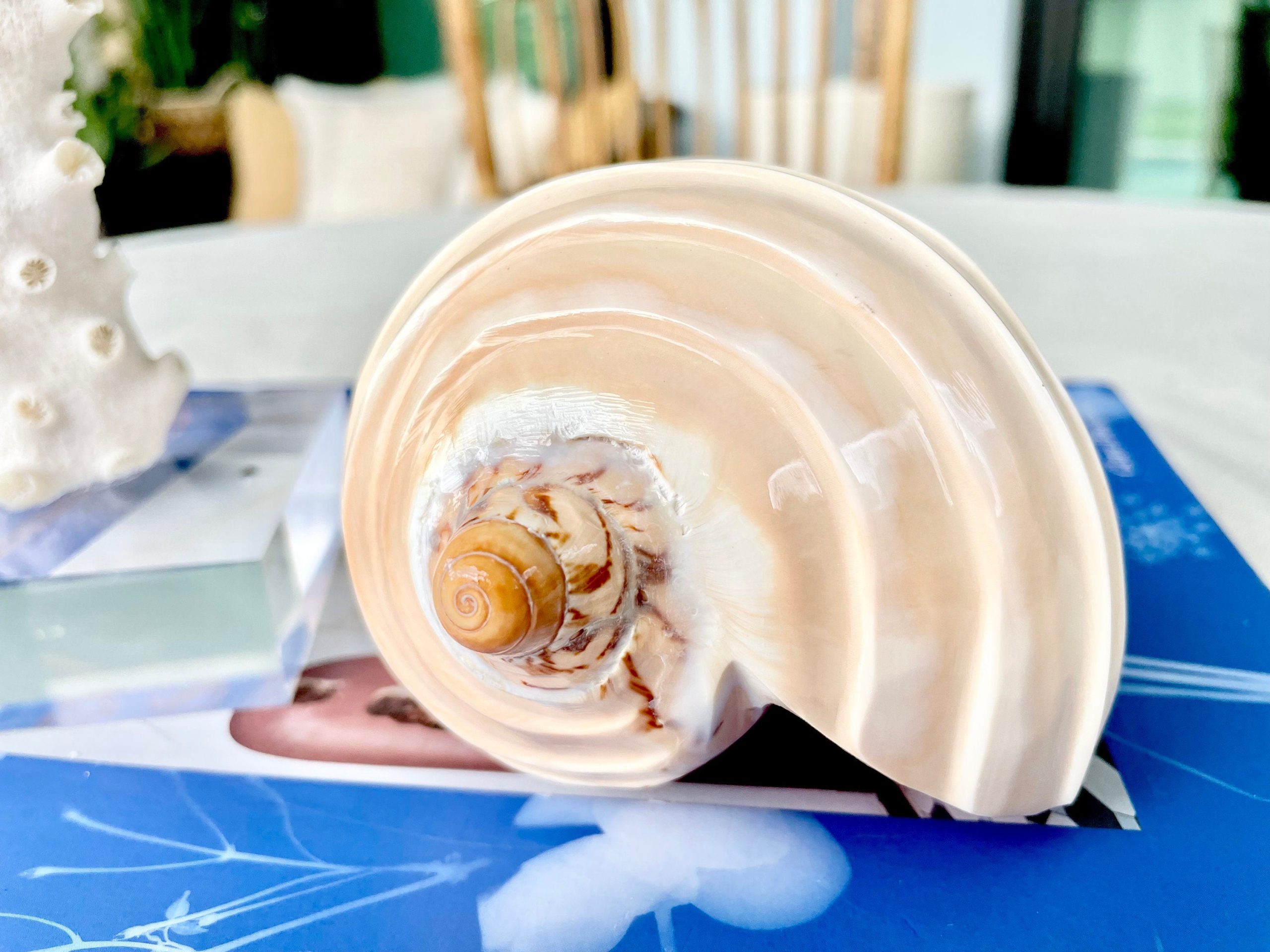 Polished Noble Volute: 4-5" Conch Shell, Carved Coastal Décor - Image 3