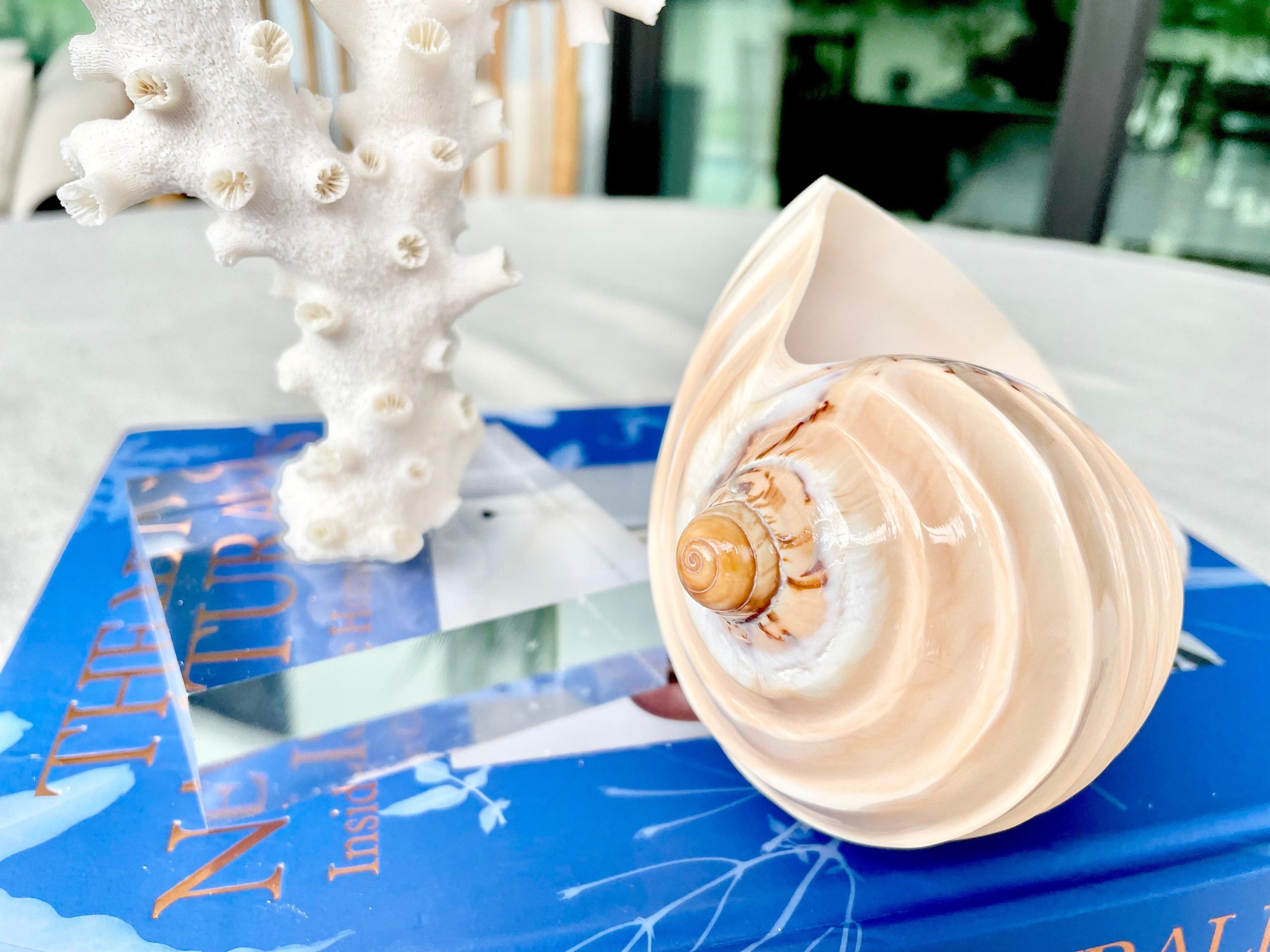 Polished Noble Volute: 4-5" Conch Shell, Carved Coastal Décor - Image 5