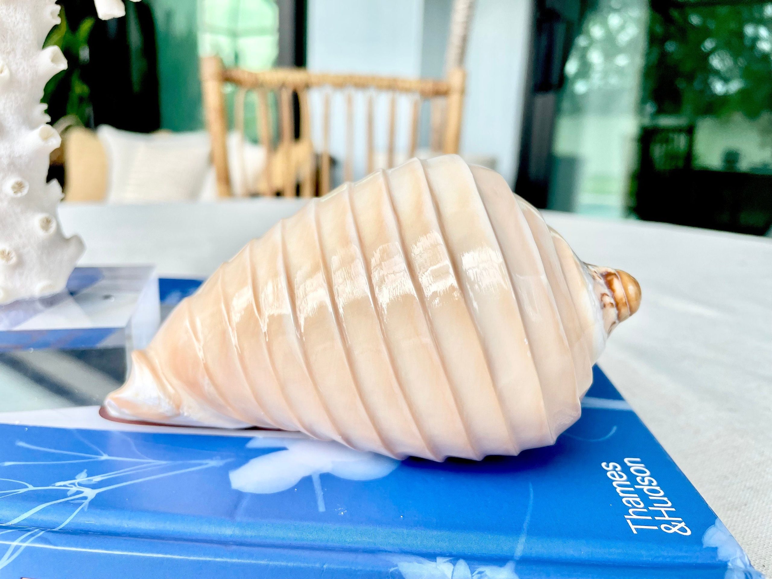 Polished Noble Volute: 4-5" Conch Shell, Carved Coastal Décor - Image 6