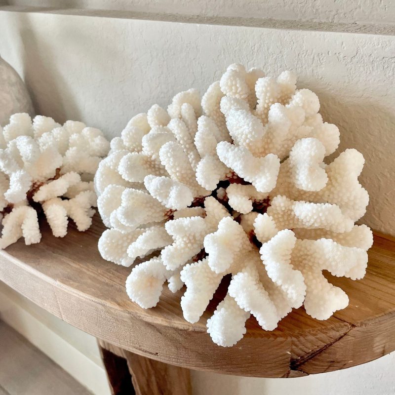 CLUSTER Coral White *All Sizes* Authentic Natural Real Sea Fossil Coastal Décor