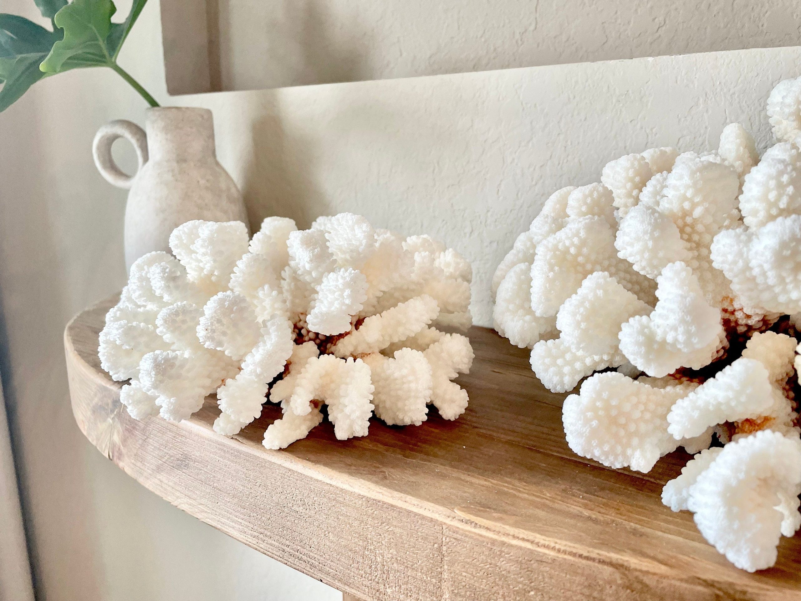 CLUSTER Coral White *All Sizes* Authentic Natural Real Sea Fossil Coastal Décor - Image 2