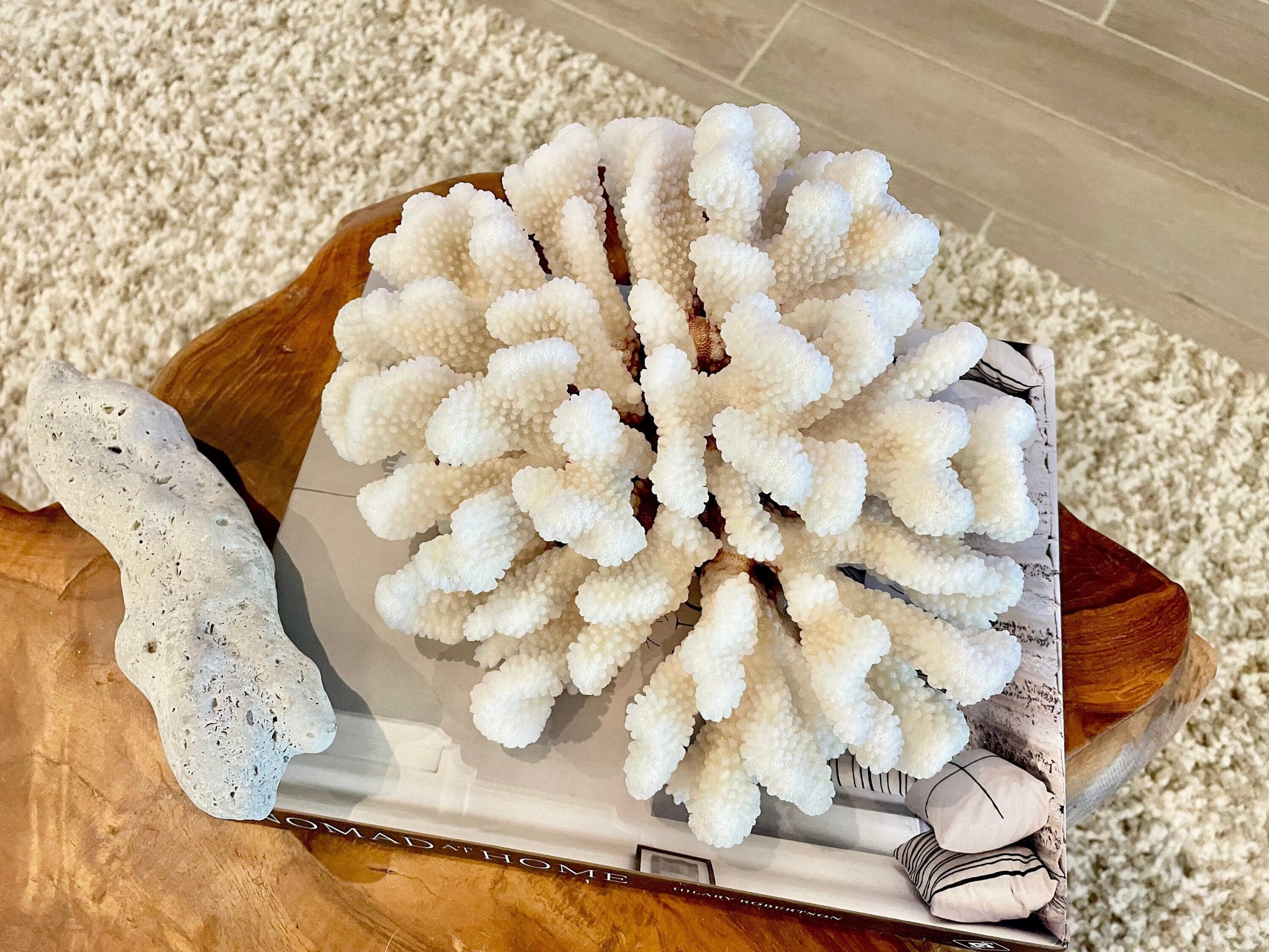 CLUSTER Coral White *All Sizes* Authentic Natural Real Sea Fossil Coastal Décor - Image 3