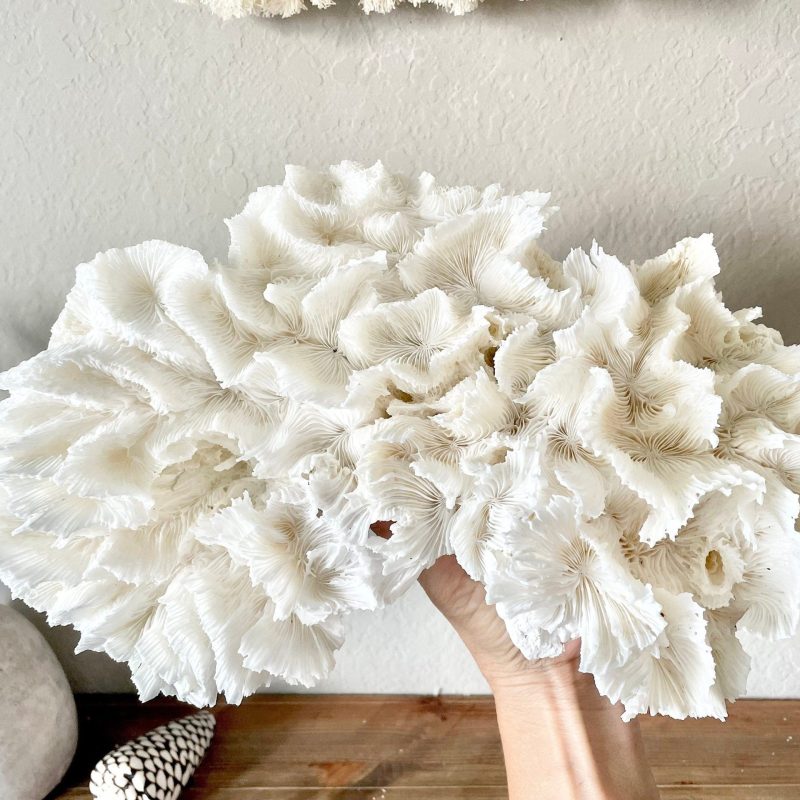 LETTUCE CORAL *All Sizes* Authentic Natural Real Sea Fossil White Coastal Décor