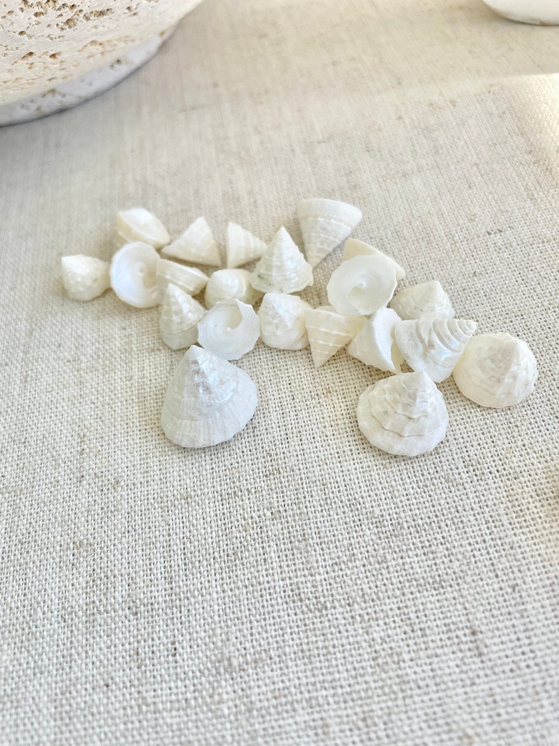 Pearlized Trochus Seashells 1/2 -3/4" Small Craft Shells Coastal Décor - Image 9