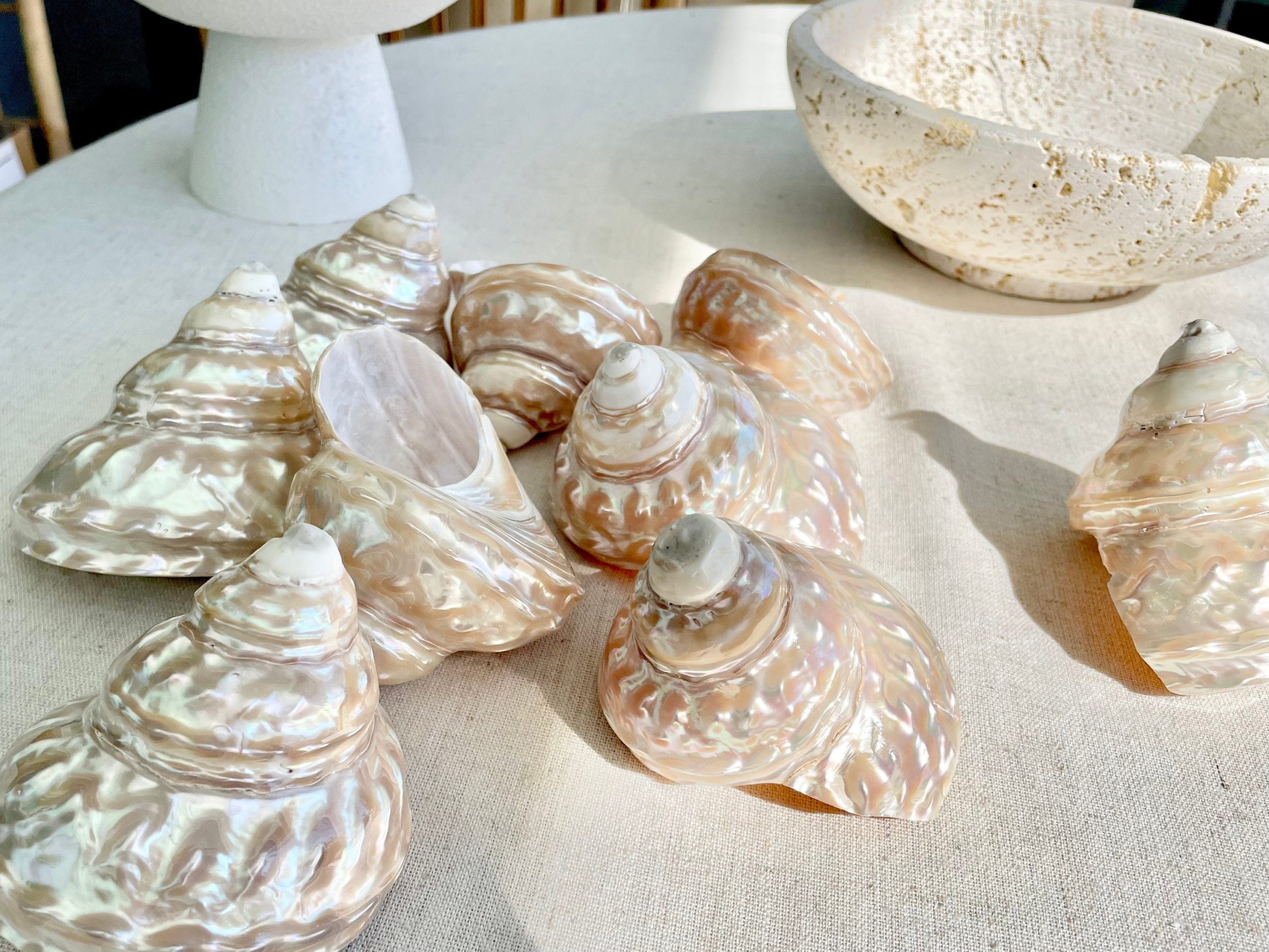 Wavy Turban Iridescent Shell *All Sizes* Pearled Trochus Coastal Display Décor Seashell - Image 4