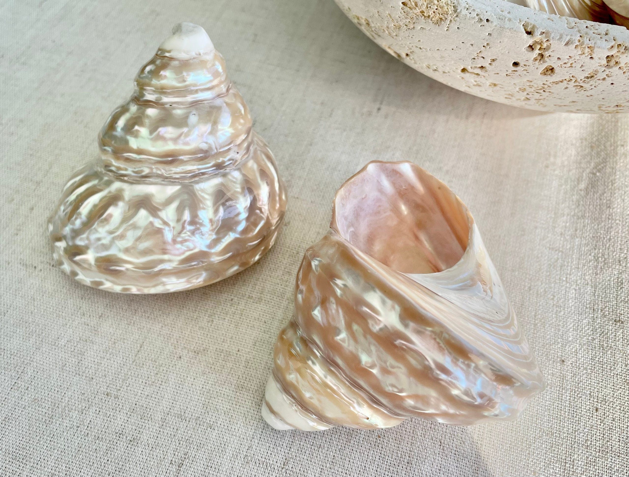 Wavy Turban Iridescent Shell *All Sizes* Pearled Trochus Coastal Display Décor Seashell - Image 3