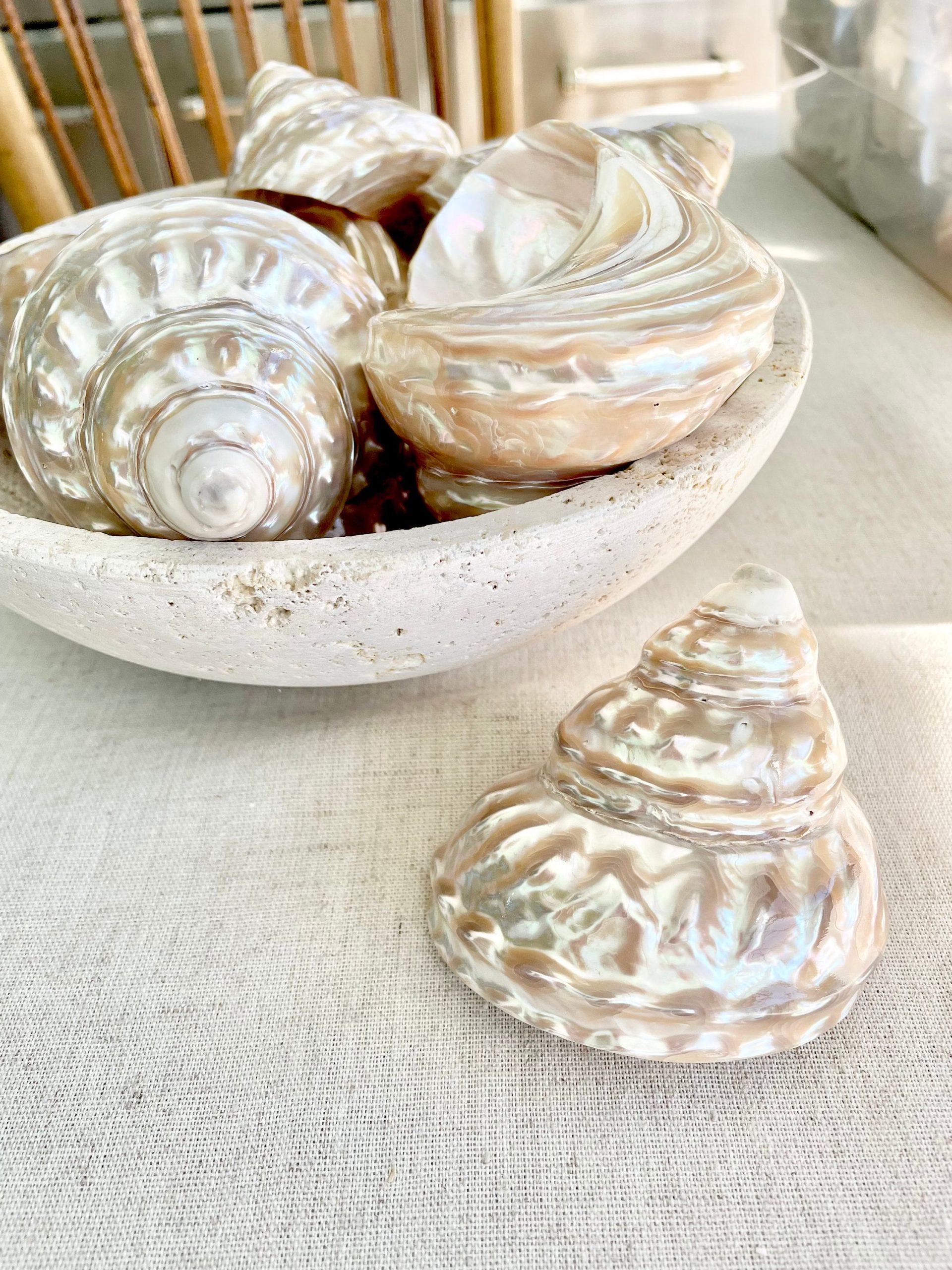 Wavy Turban Iridescent Shell *All Sizes* Pearled Trochus Coastal Display Décor Seashell - Image 5