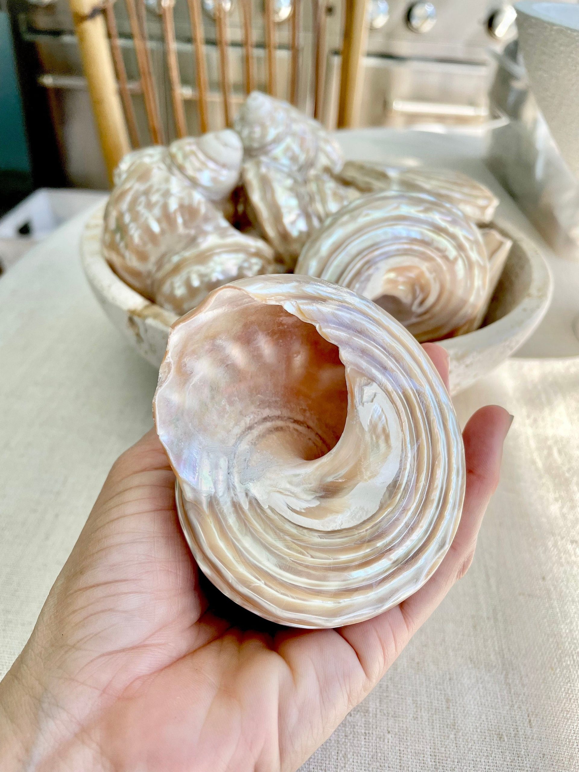 Wavy Turban Iridescent Shell *All Sizes* Pearled Trochus Coastal Display Décor Seashell - Image 8