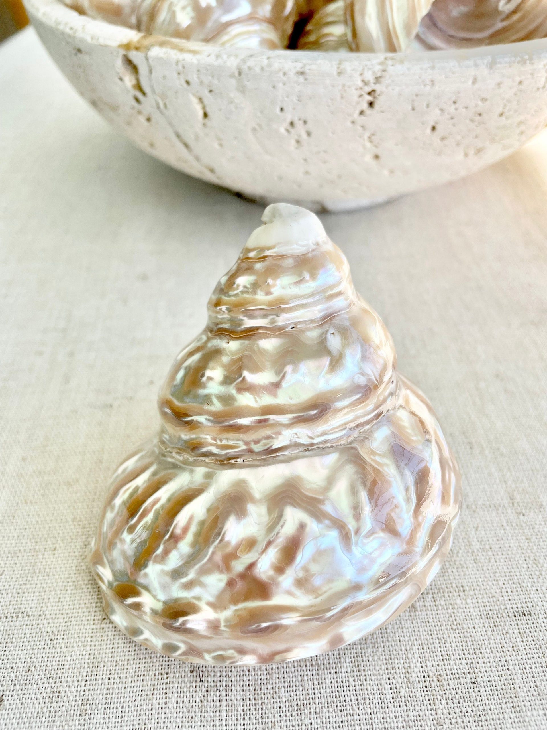 Wavy Turban Iridescent Shell *All Sizes* Pearled Trochus Coastal Display Décor Seashell - Image 9