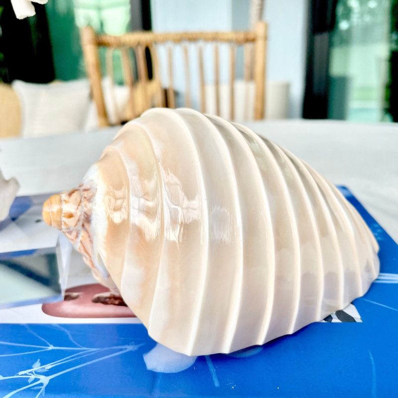 Polished Noble Volute: 4-5" Conch Shell, Carved Coastal Décor