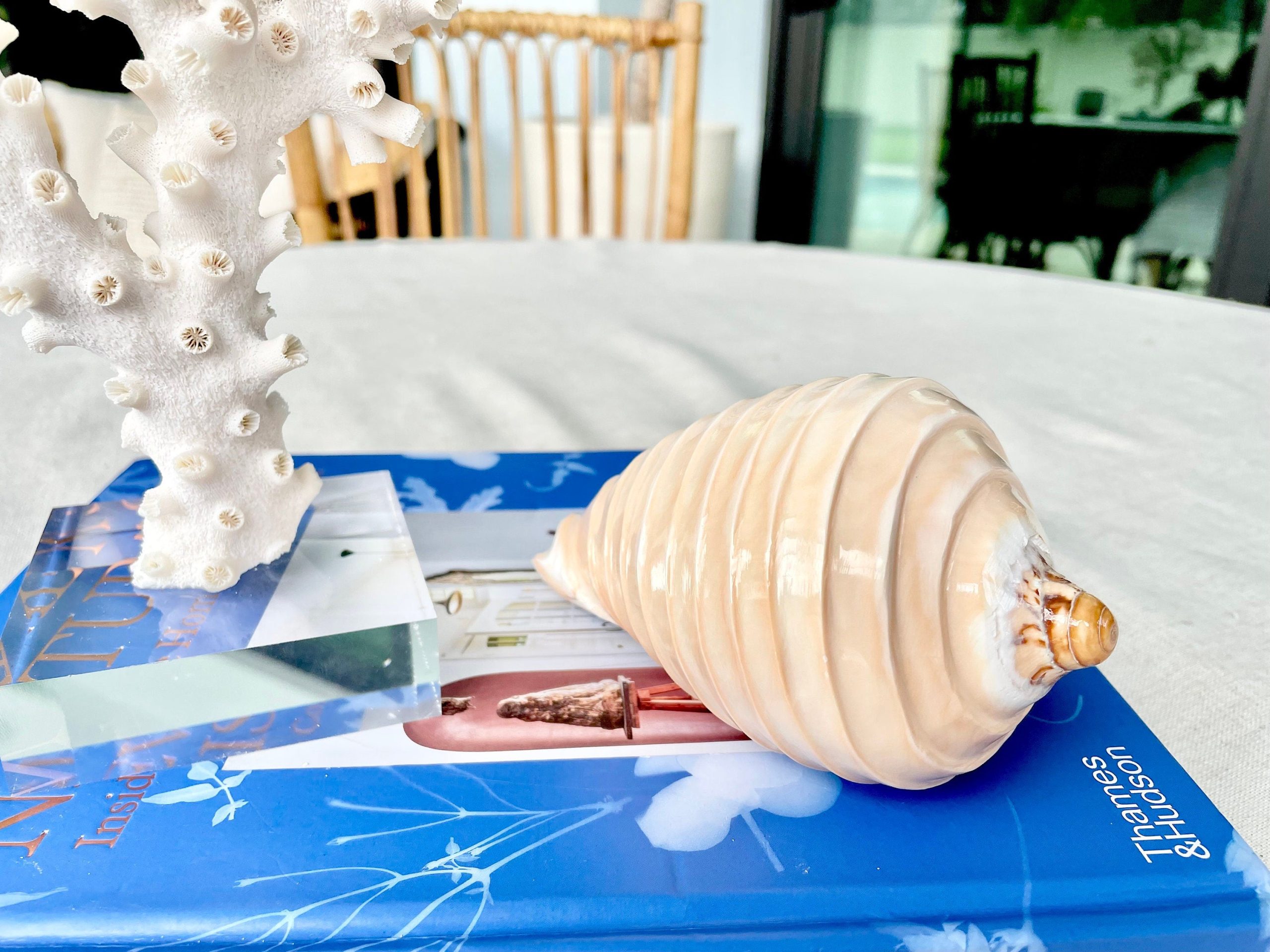 Polished Noble Volute: 4-5" Conch Shell, Carved Coastal Décor - Image 8