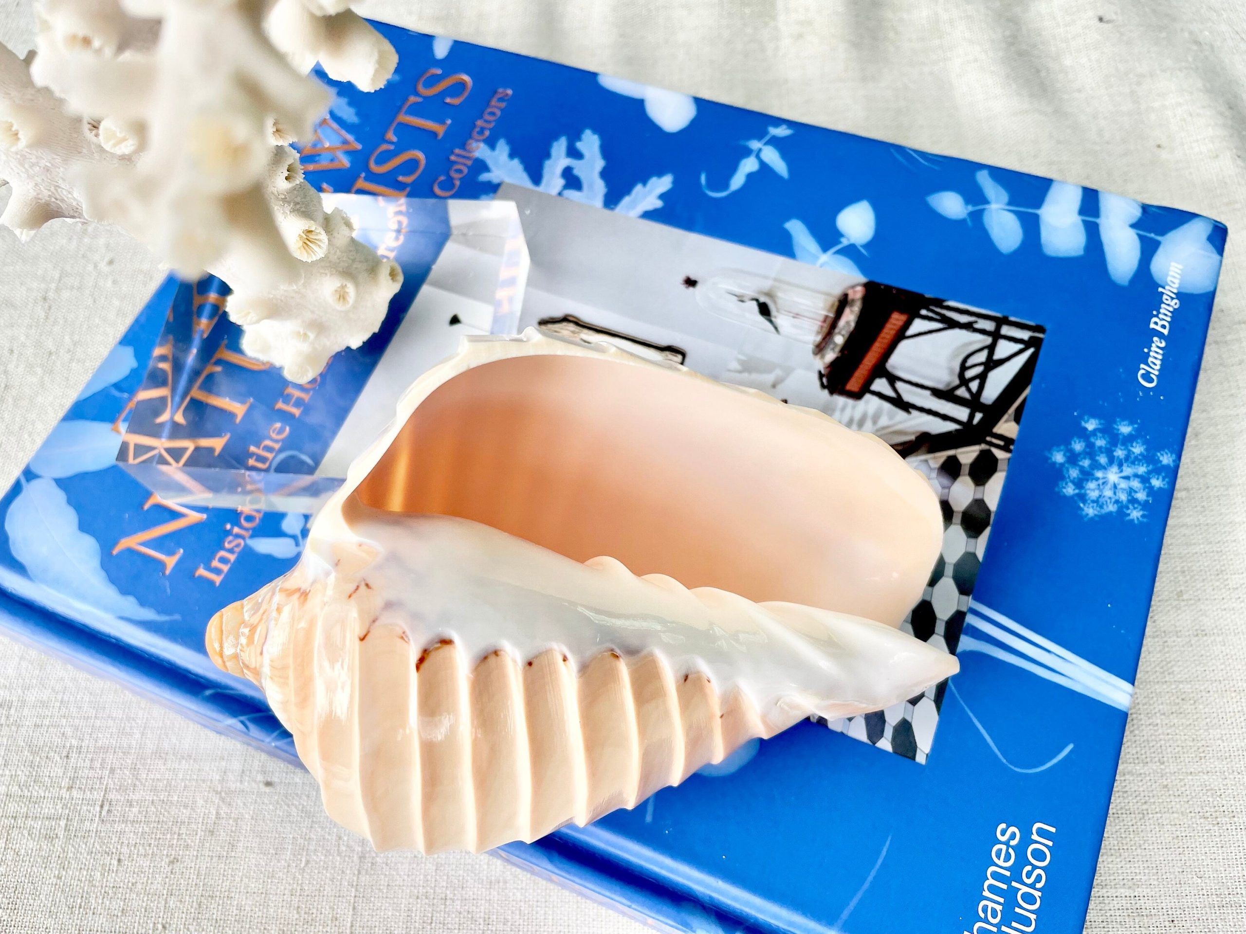 Polished Noble Volute: 4-5" Conch Shell, Carved Coastal Décor - Image 7