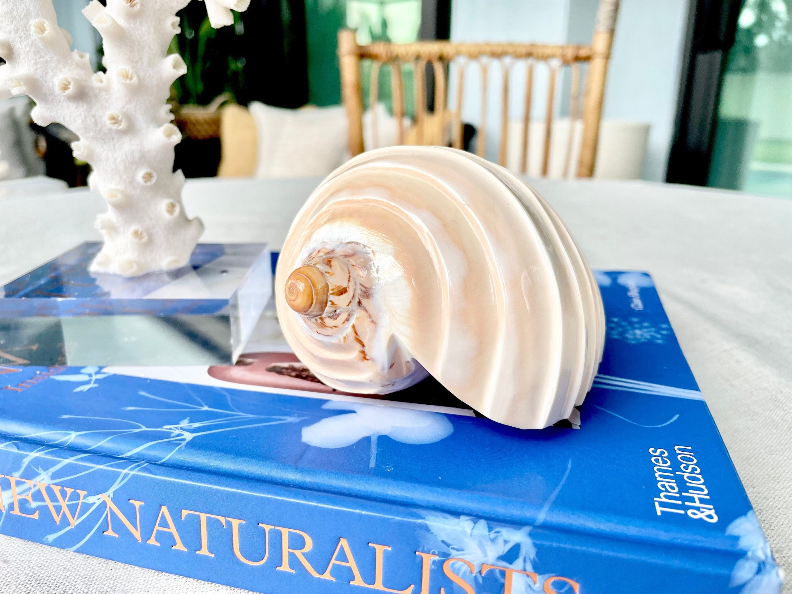 Polished Noble Volute: 4-5" Conch Shell, Carved Coastal Décor - Image 9