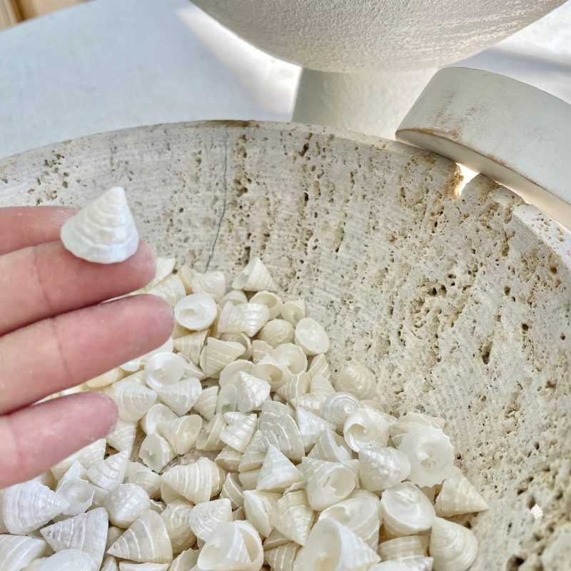 Pearlized Trochus Seashells 1/2 -3/4" Small Craft Shells Coastal Décor