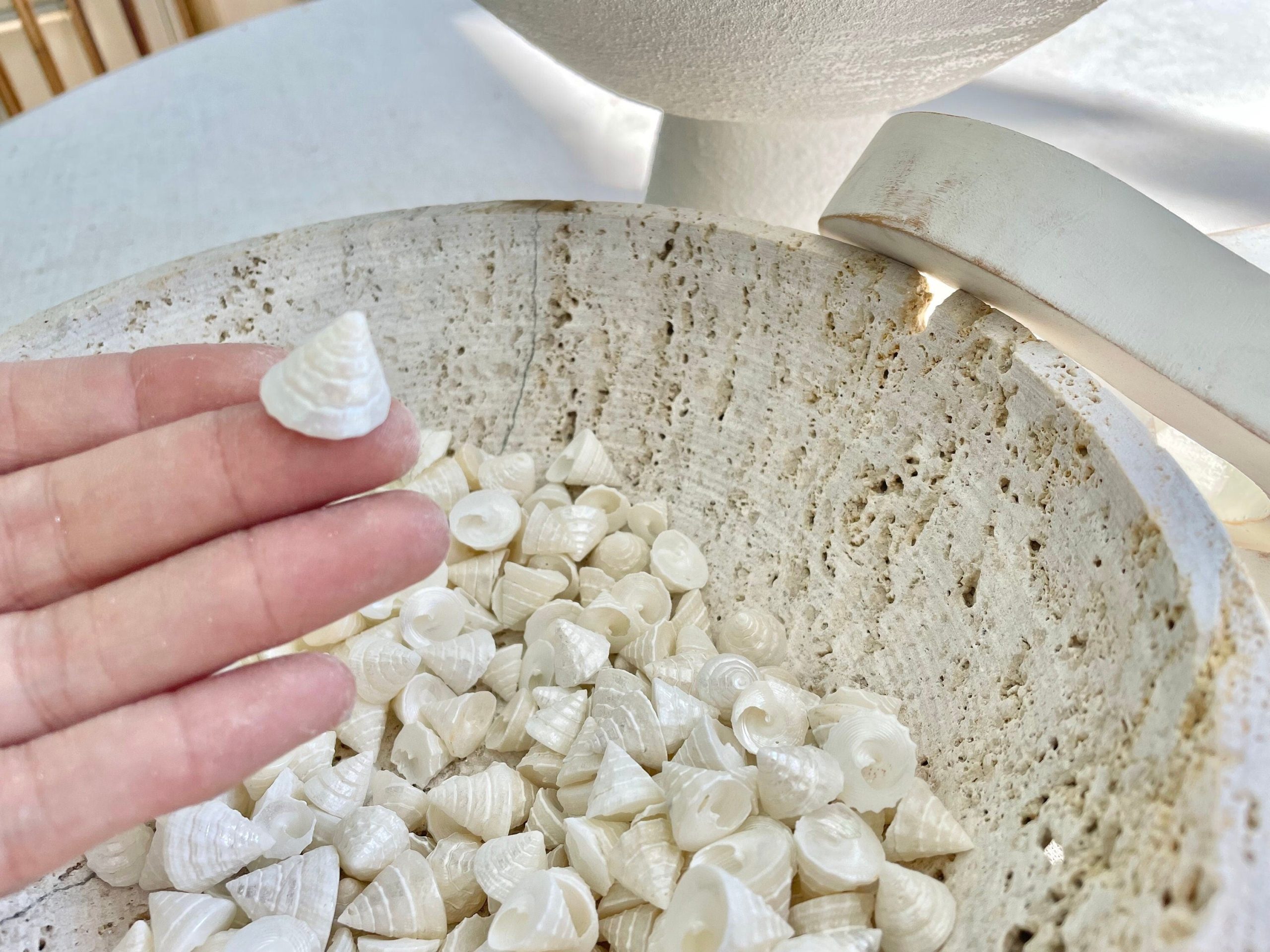 Pearlized Trochus Seashells 1/2 -3/4" Small Craft Shells Coastal Décor