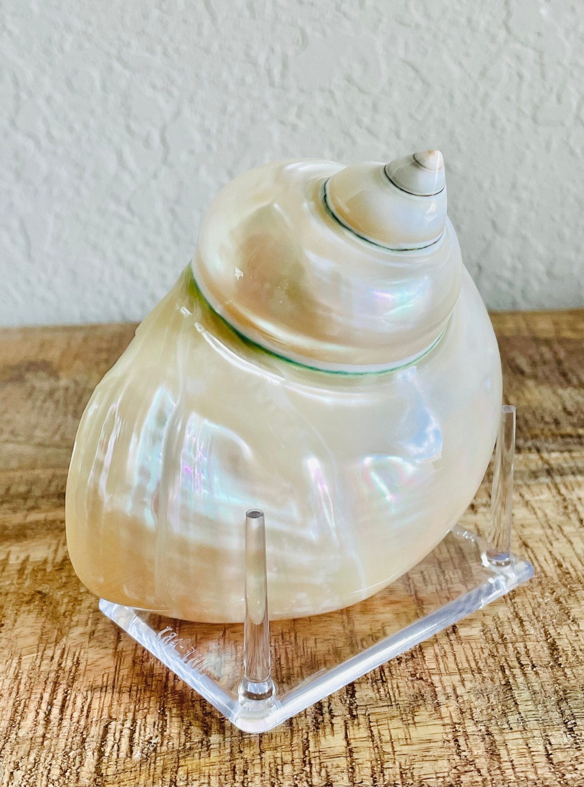 PEARLED TURBO SHELLS *All Sizes* Natural Irredescent Polished Seashell Hermit Crab Beach Décor - Image 2