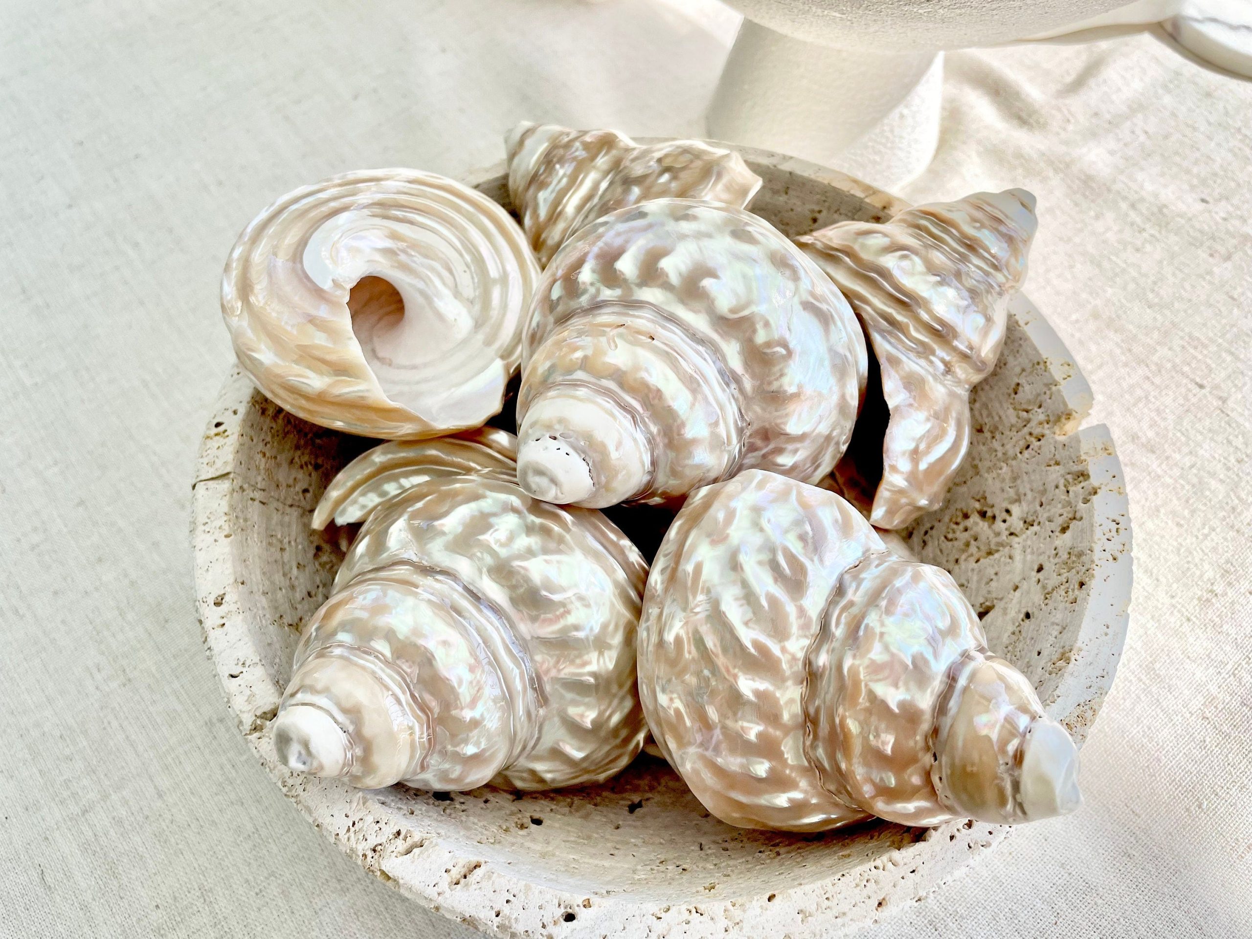 Wavy Turban Iridescent Shell *All Sizes* Pearled Trochus Coastal Display Décor Seashell - Image 2