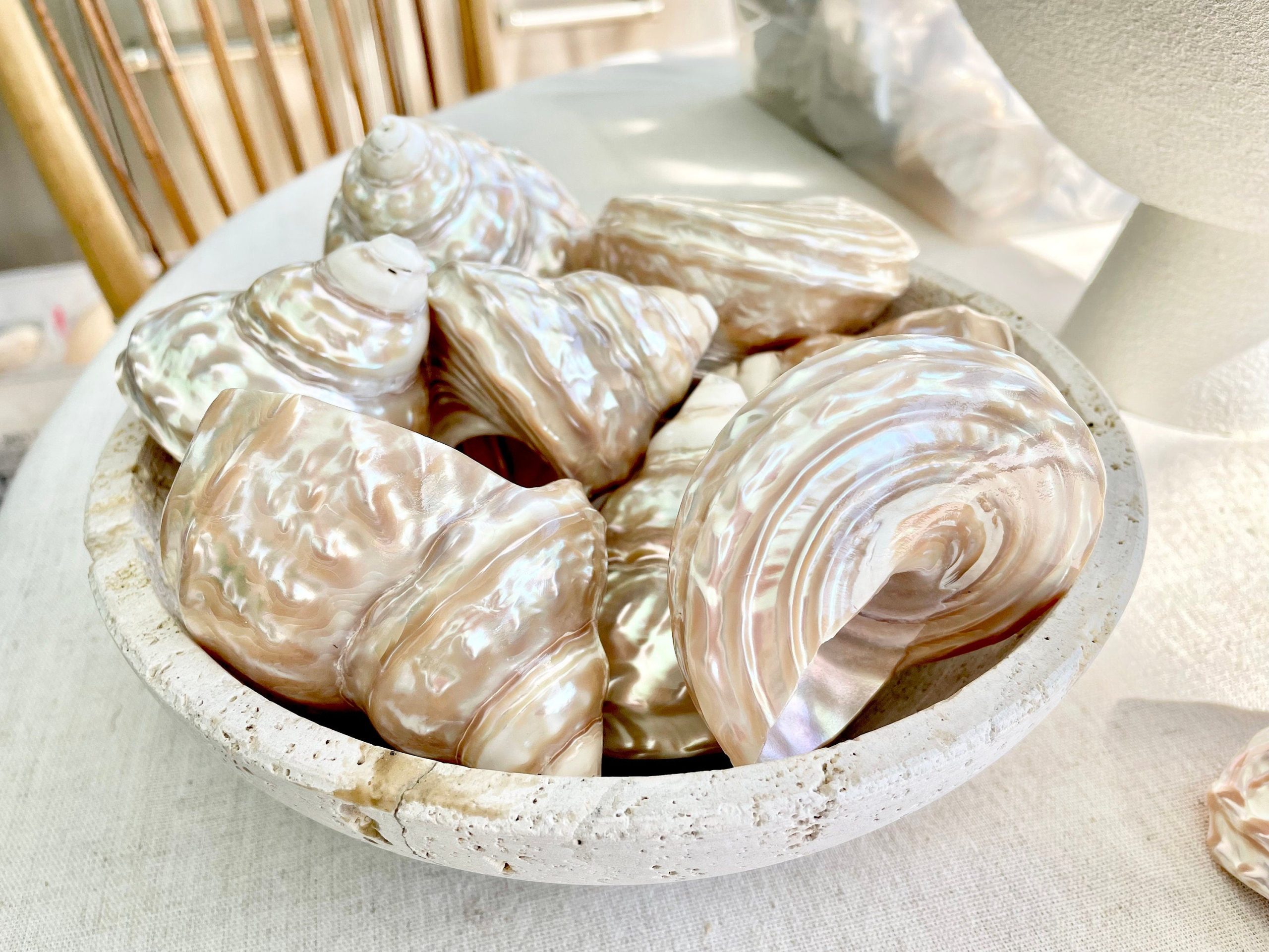 Wavy Turban Iridescent Shell *All Sizes* Pearled Trochus Coastal Display Décor Seashell - Image 10