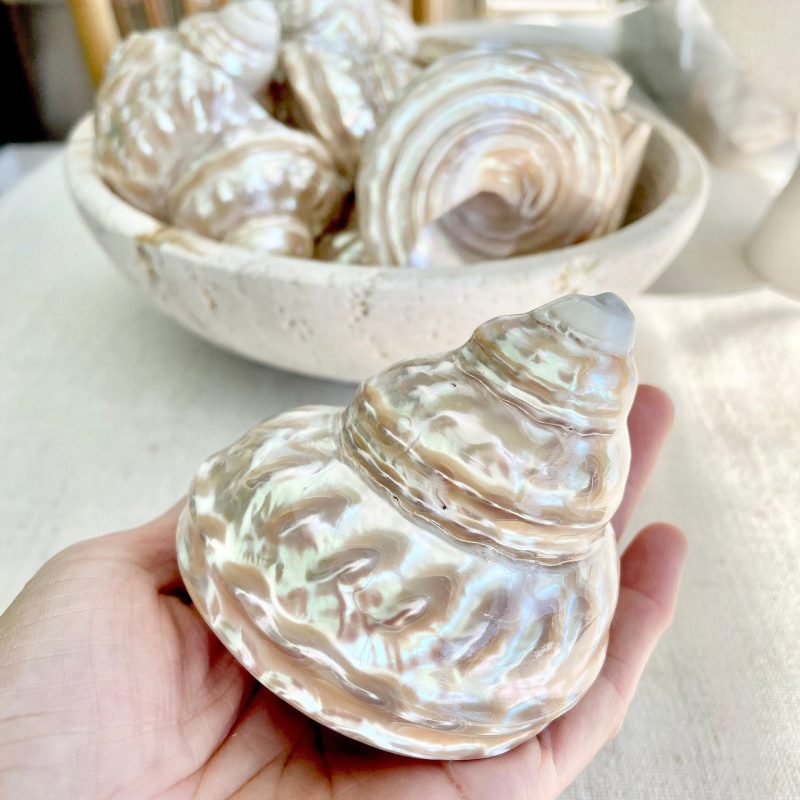 Wavy Turban Iridescent Shell *All Sizes* Pearled Trochus Coastal Display Décor Seashell