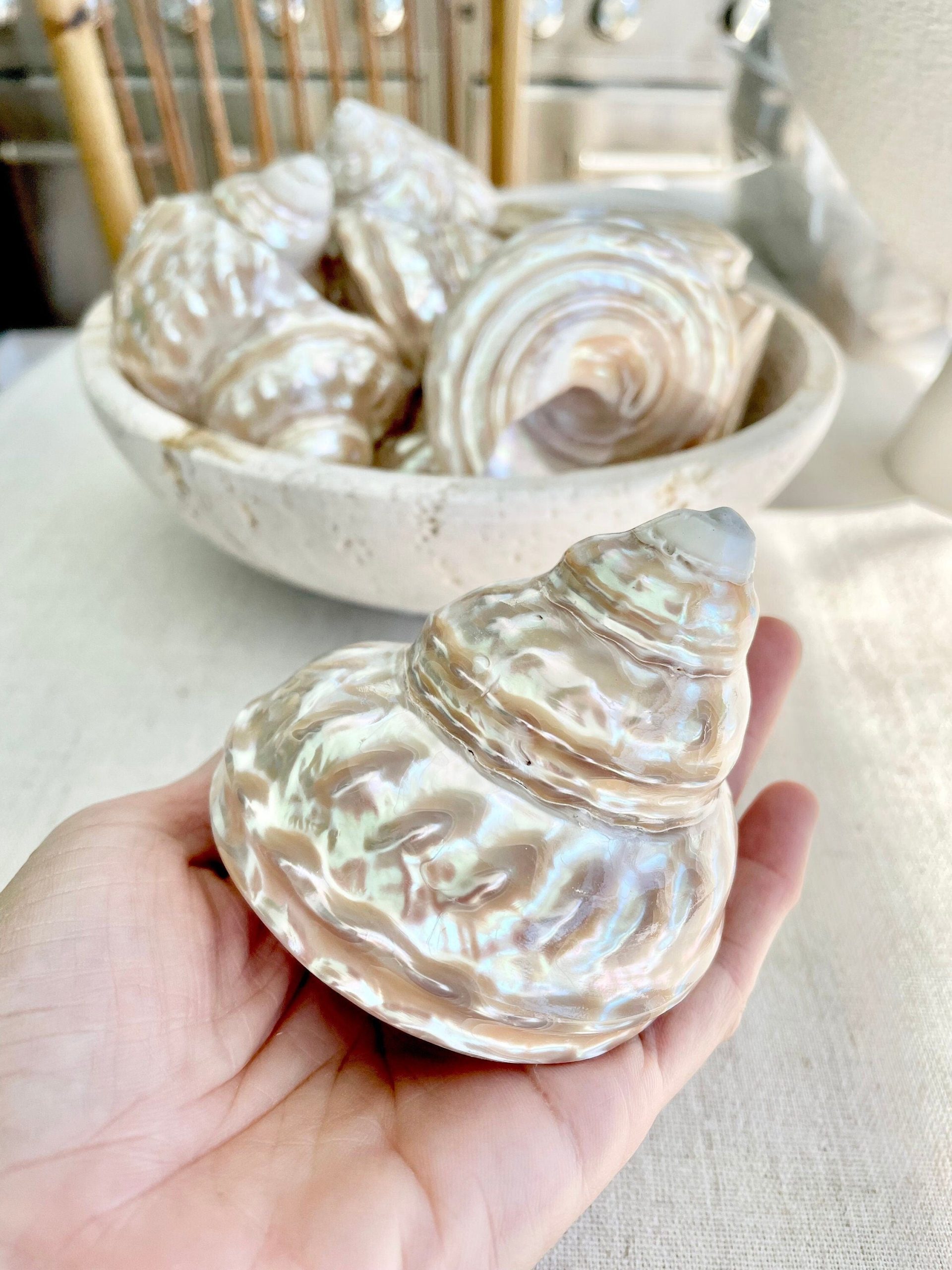 Wavy Turban Iridescent Shell *All Sizes* Pearled Trochus Coastal Display Décor Seashell