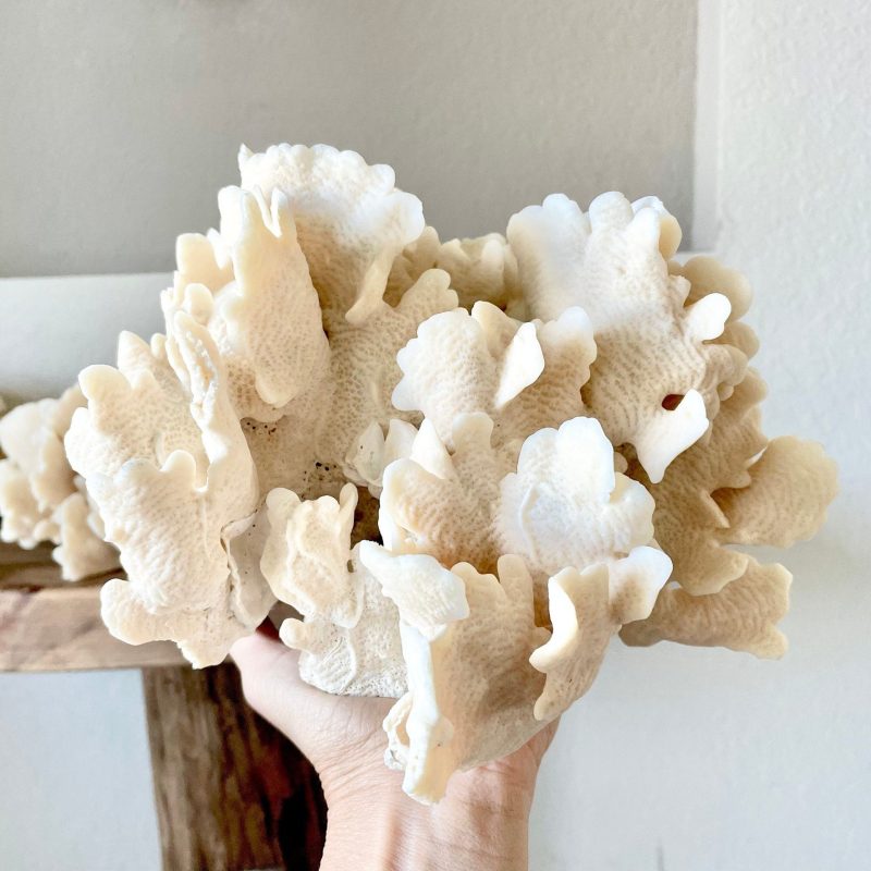 CACTUS CORAL Beige *All Sizes* Authentic Natural Real Sea Fossil Coastal Décor