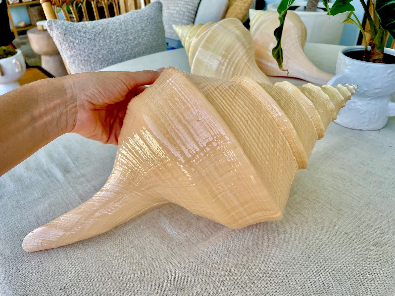 AUSTRALIAN TRUMPET SYRINX *You Choose Size* 18-20" Long Rare Mammoth Display Seashell - Image 9