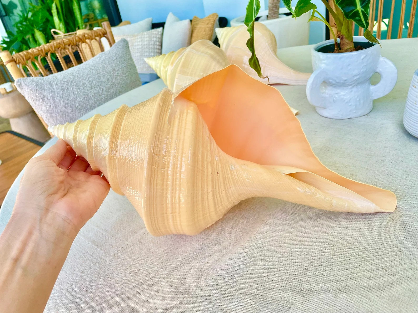 AUSTRALIAN TRUMPET SYRINX *You Choose Size* 18-20" Long Rare Mammoth Display Seashell - Image 10
