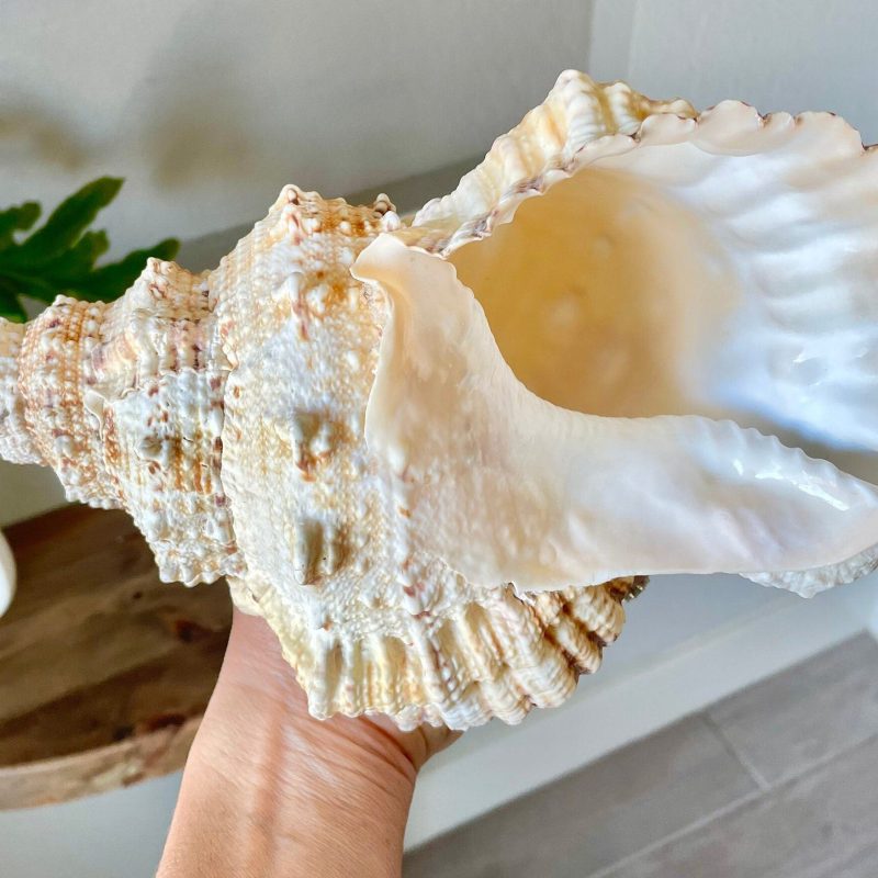 BURSA BUBO FROG Shells: 5-10" *You Choose Size* Natural Brown White Display Conch Seashell